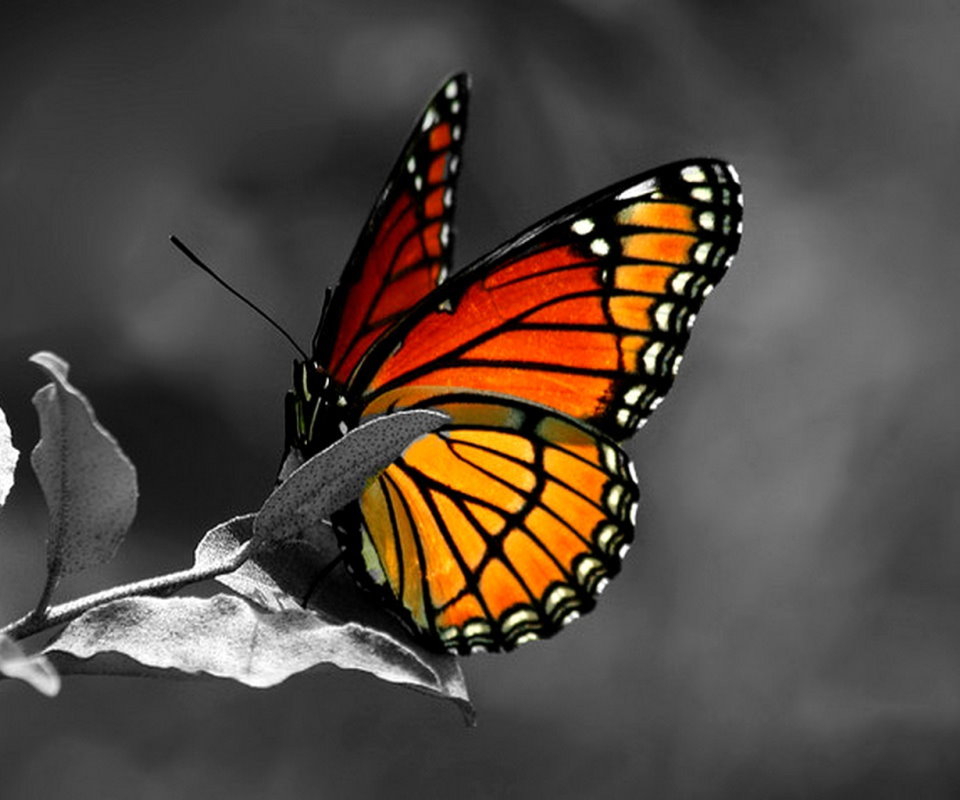 13014 descargar fondo de pantalla mariposas, insectos, gris: protectores de pantalla e imágenes gratis