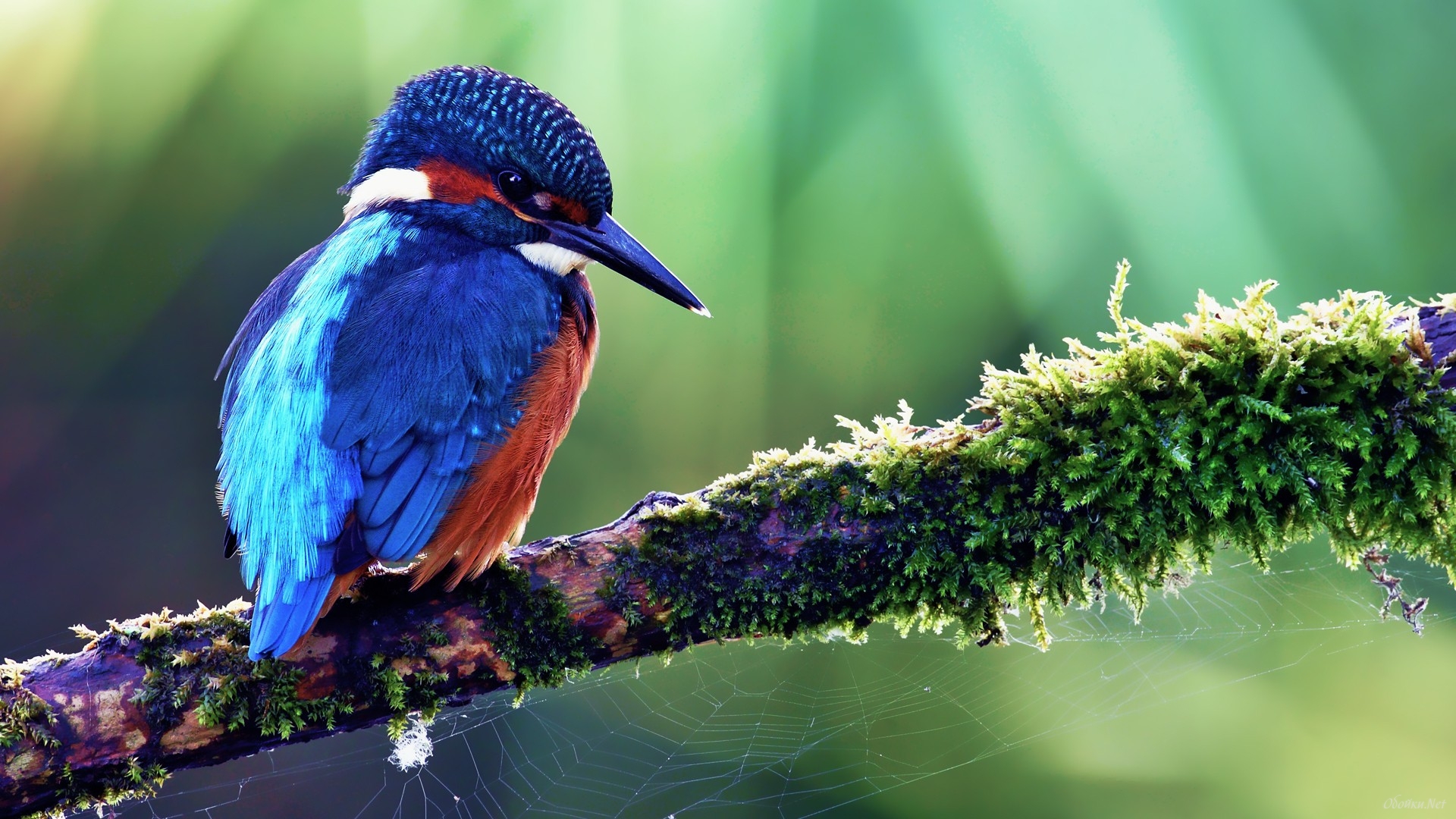 Download mobile wallpaper Animal, Kingfisher for free.