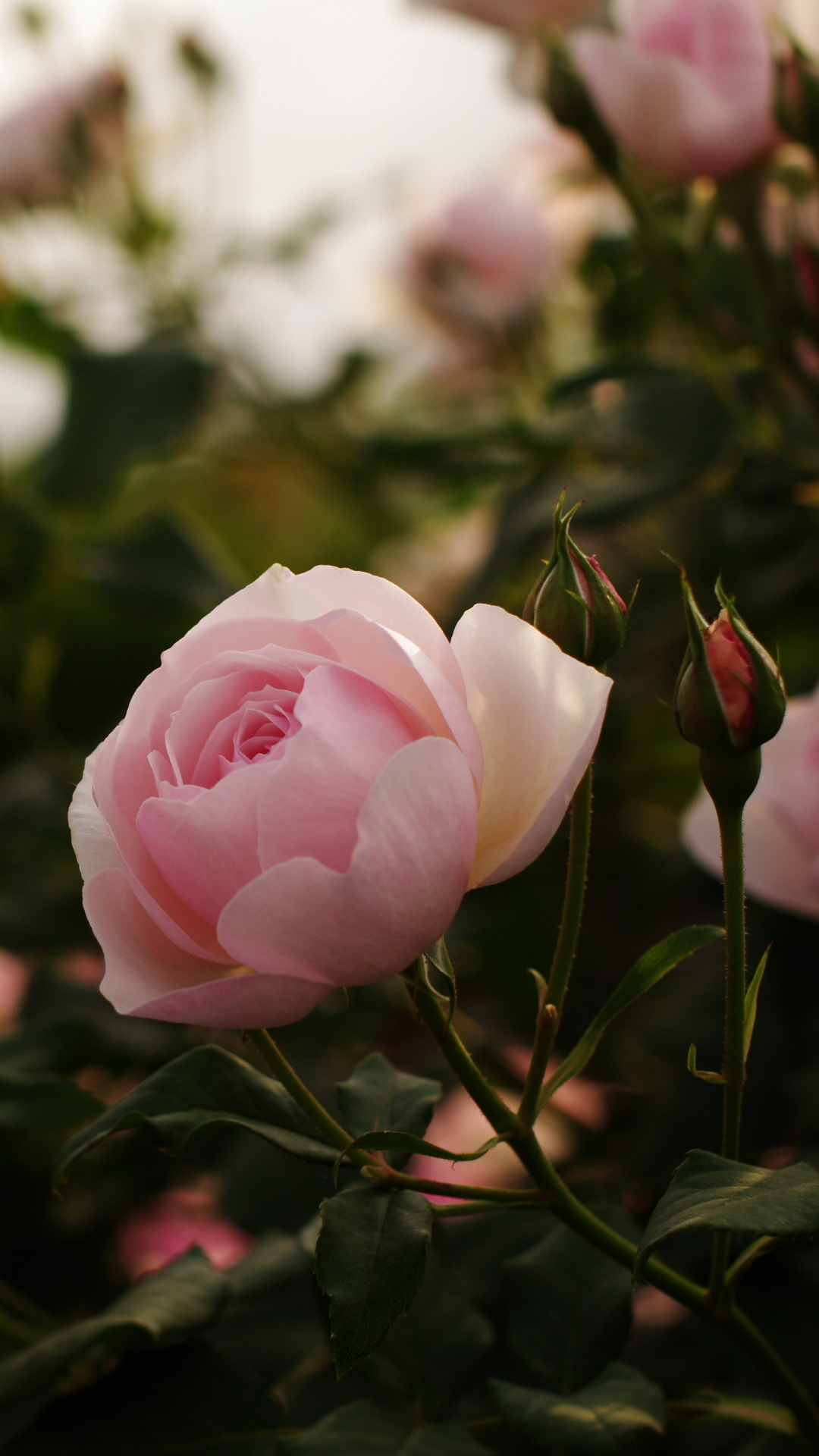 Descarga gratuita de fondo de pantalla para móvil de Flores, Rosa, Flor, Tierra/naturaleza.