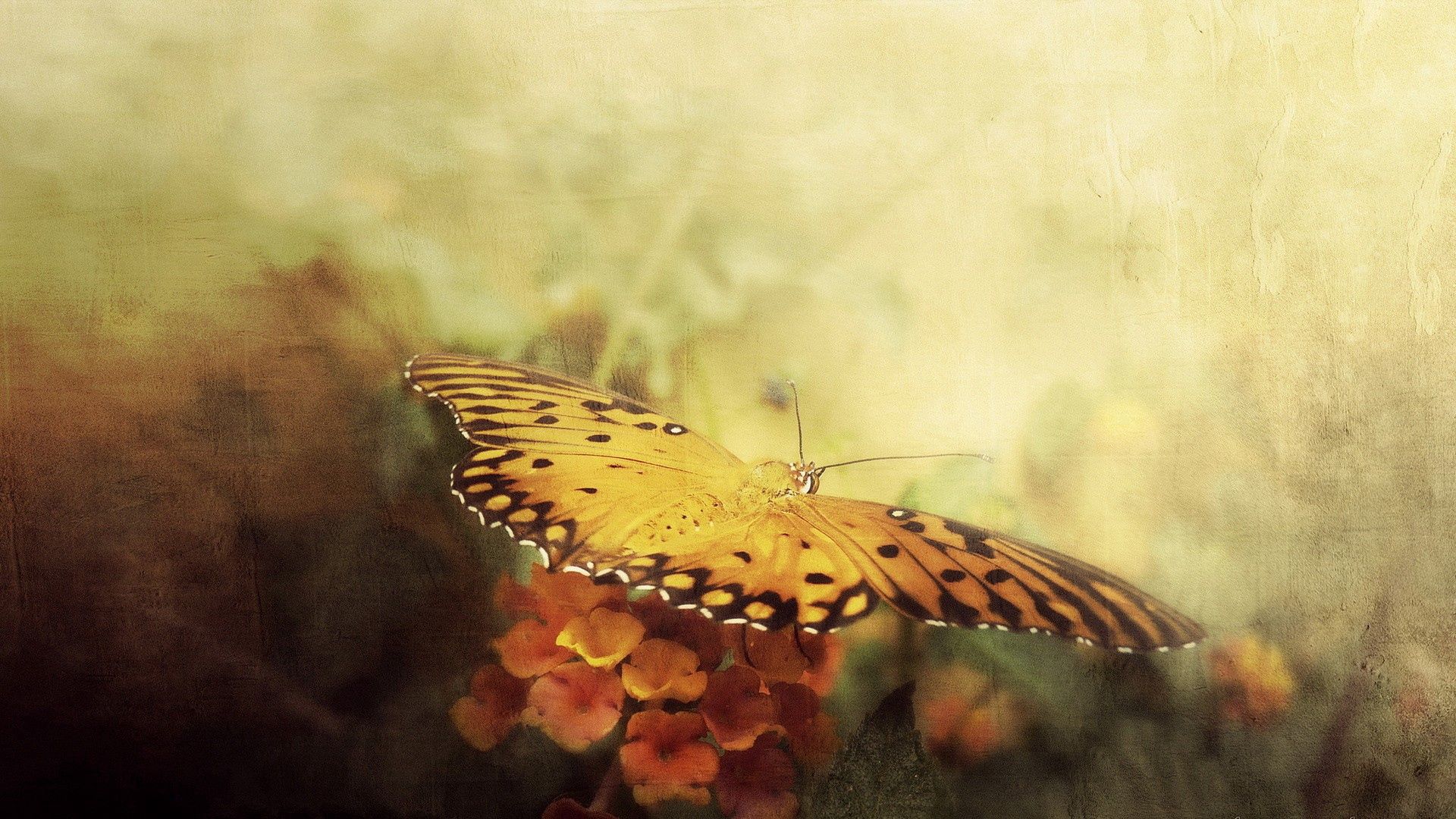 Laden Sie das Flügel, Schmetterling, Blumen, Tiere, Hintergrund-Bild kostenlos auf Ihren PC-Desktop herunter
