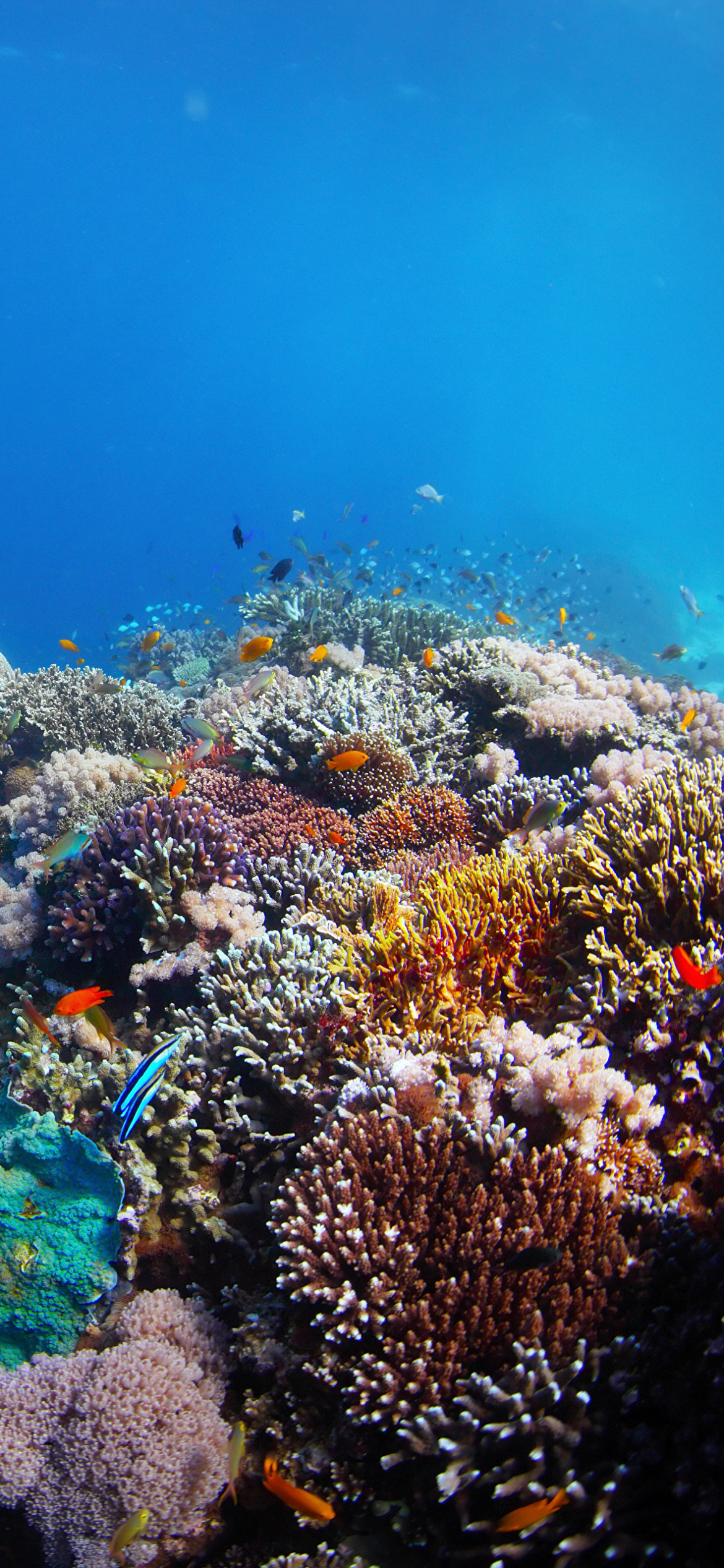 Handy-Wallpaper Tiere, Koralle, Unterwasser kostenlos herunterladen.