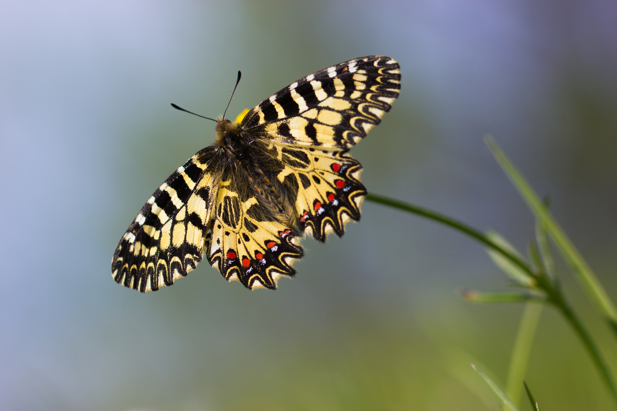 Téléchargez gratuitement l'image Animaux, Macro, Insecte, Papillon sur le bureau de votre PC
