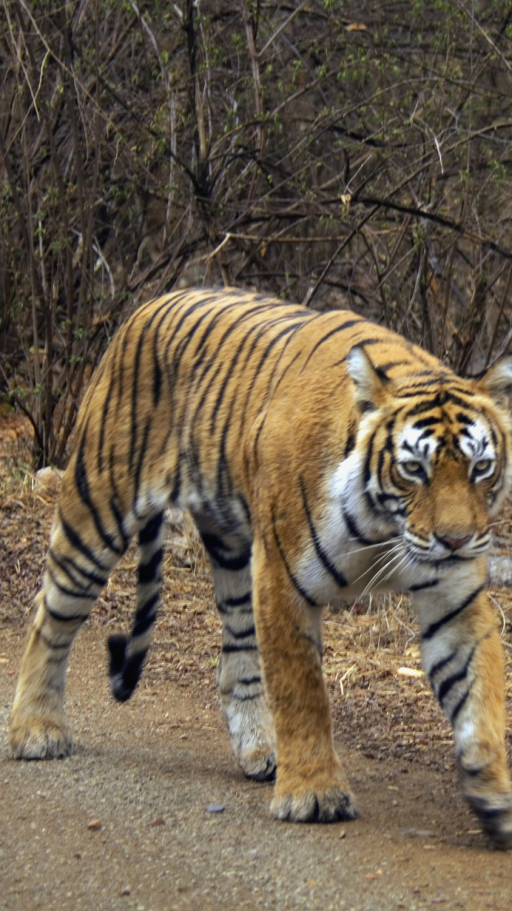 Baixar papel de parede para celular de Animais, Gatos, Tigre gratuito.