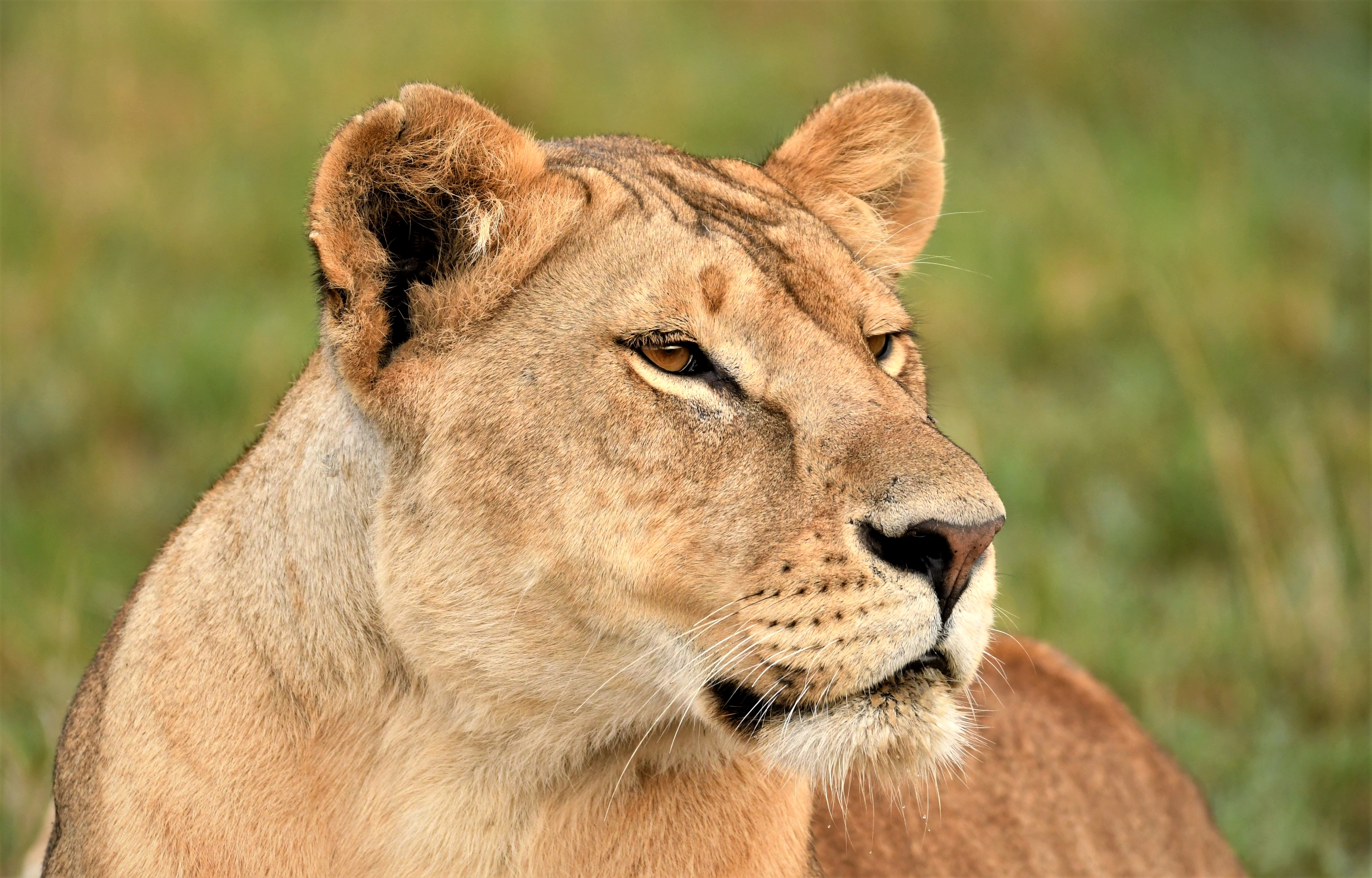 PCデスクトップに動物, ライオン, 猫, アフリカ, マサイマラ国立保護区, ケニア画像を無料でダウンロード