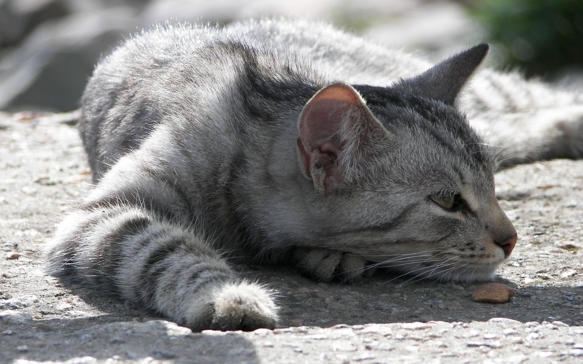 Handy-Wallpaper Tiere, Katze kostenlos herunterladen.