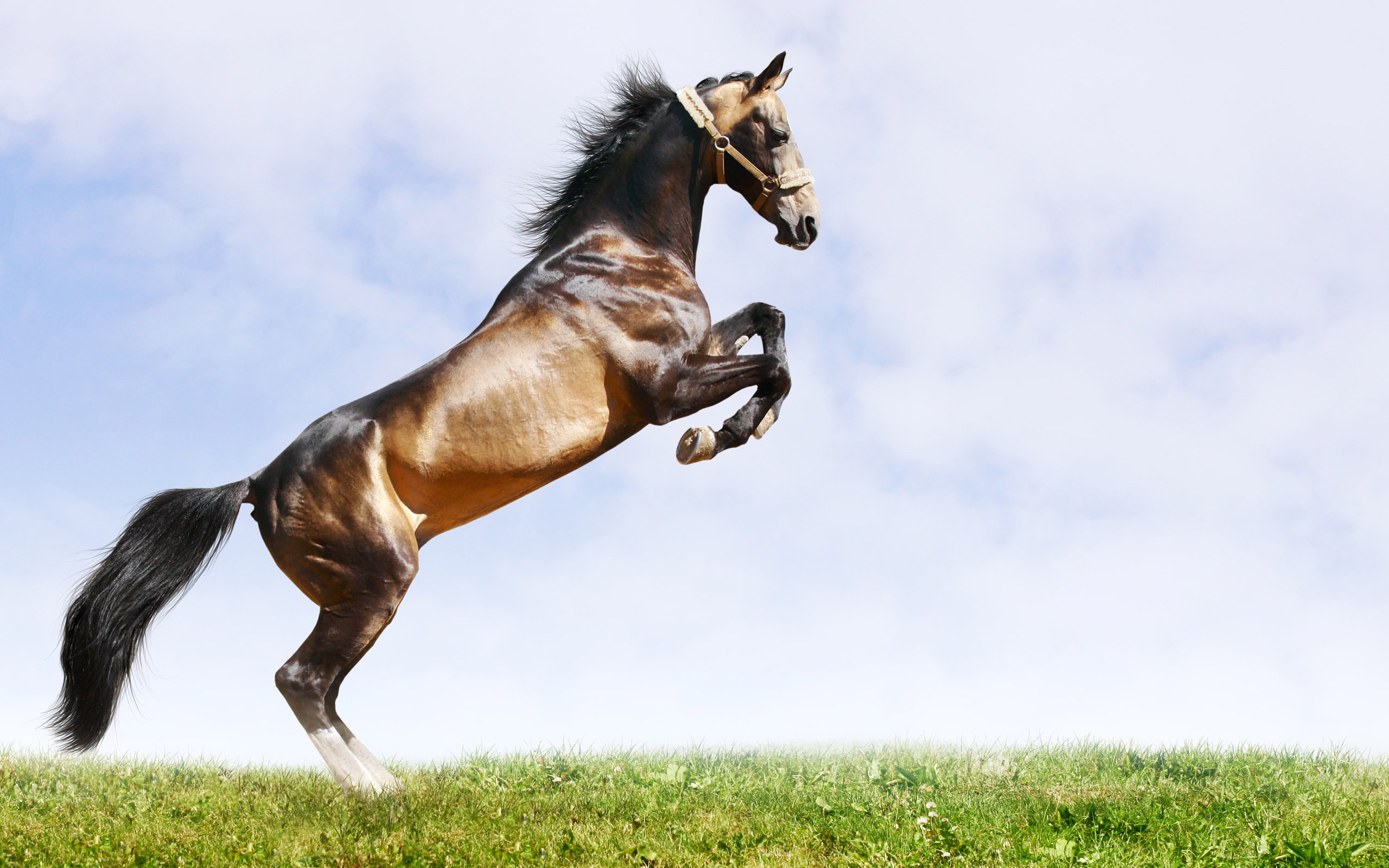Скачати мобільні шпалери Кінь, Тварина безкоштовно.