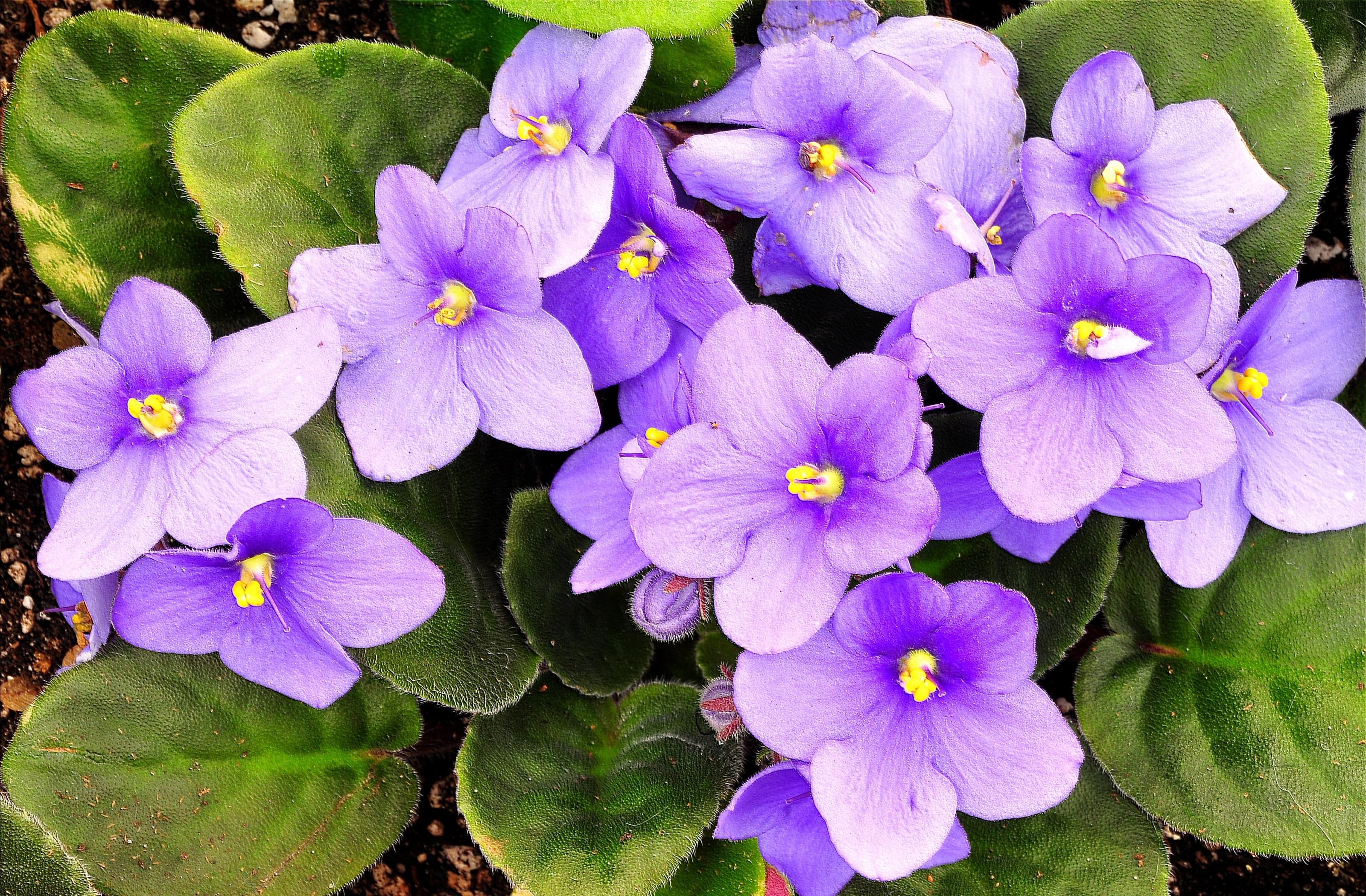 flowers, leaves, violet, room, blooming, pot, blossoming