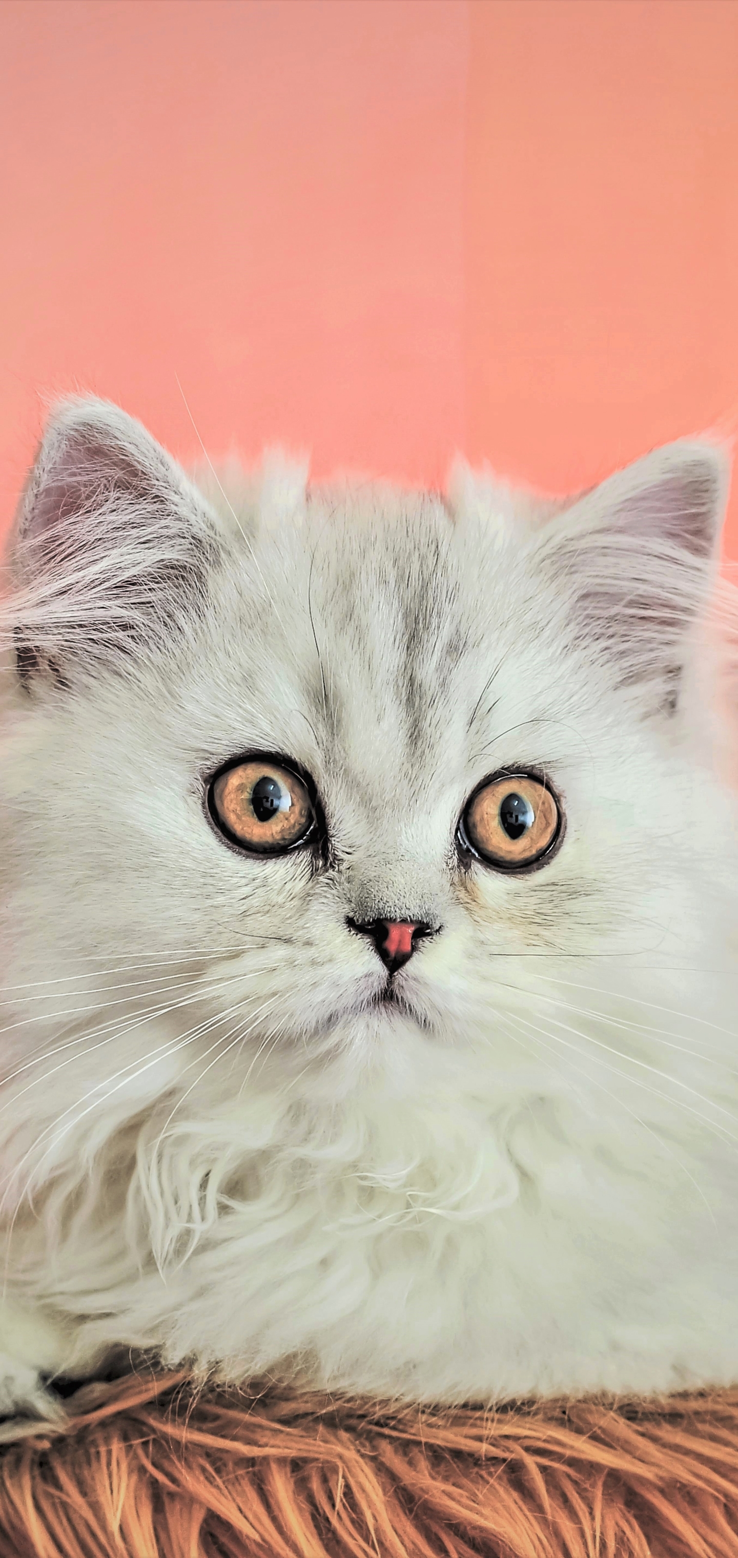 Descarga gratuita de fondo de pantalla para móvil de Animales, Gatos, Gato, Esponjoso.