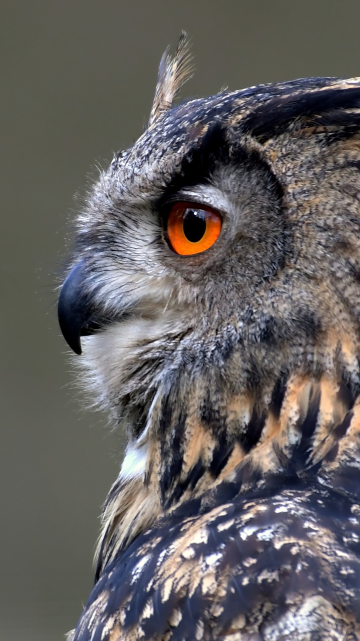 Téléchargez des papiers peints mobile Animaux, Oiseau, Hibou, Des Oiseaux gratuitement.