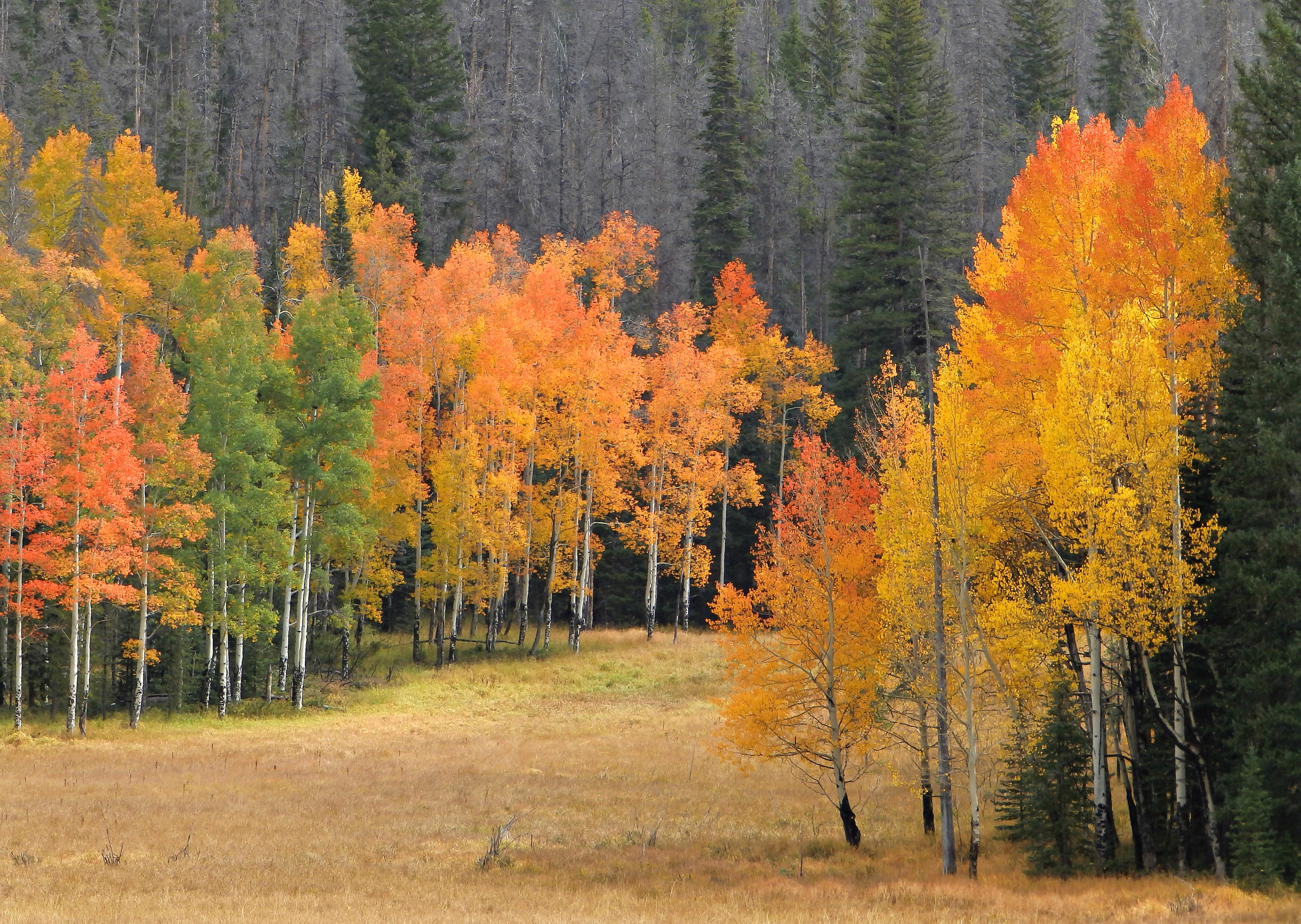 Téléchargez gratuitement l'image Automne, Terre/nature sur le bureau de votre PC