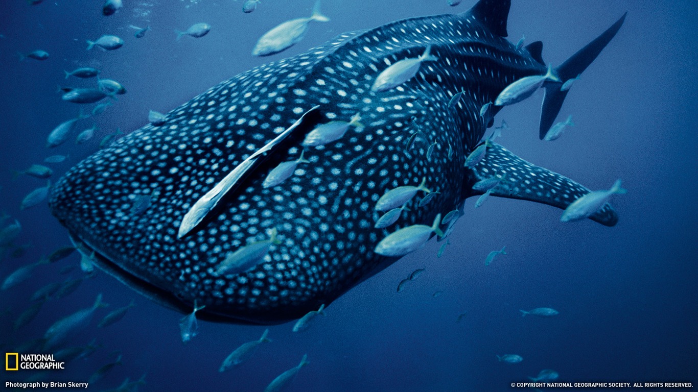 313152 baixar papel de parede animais, tubarão baleia - protetores de tela e imagens gratuitamente