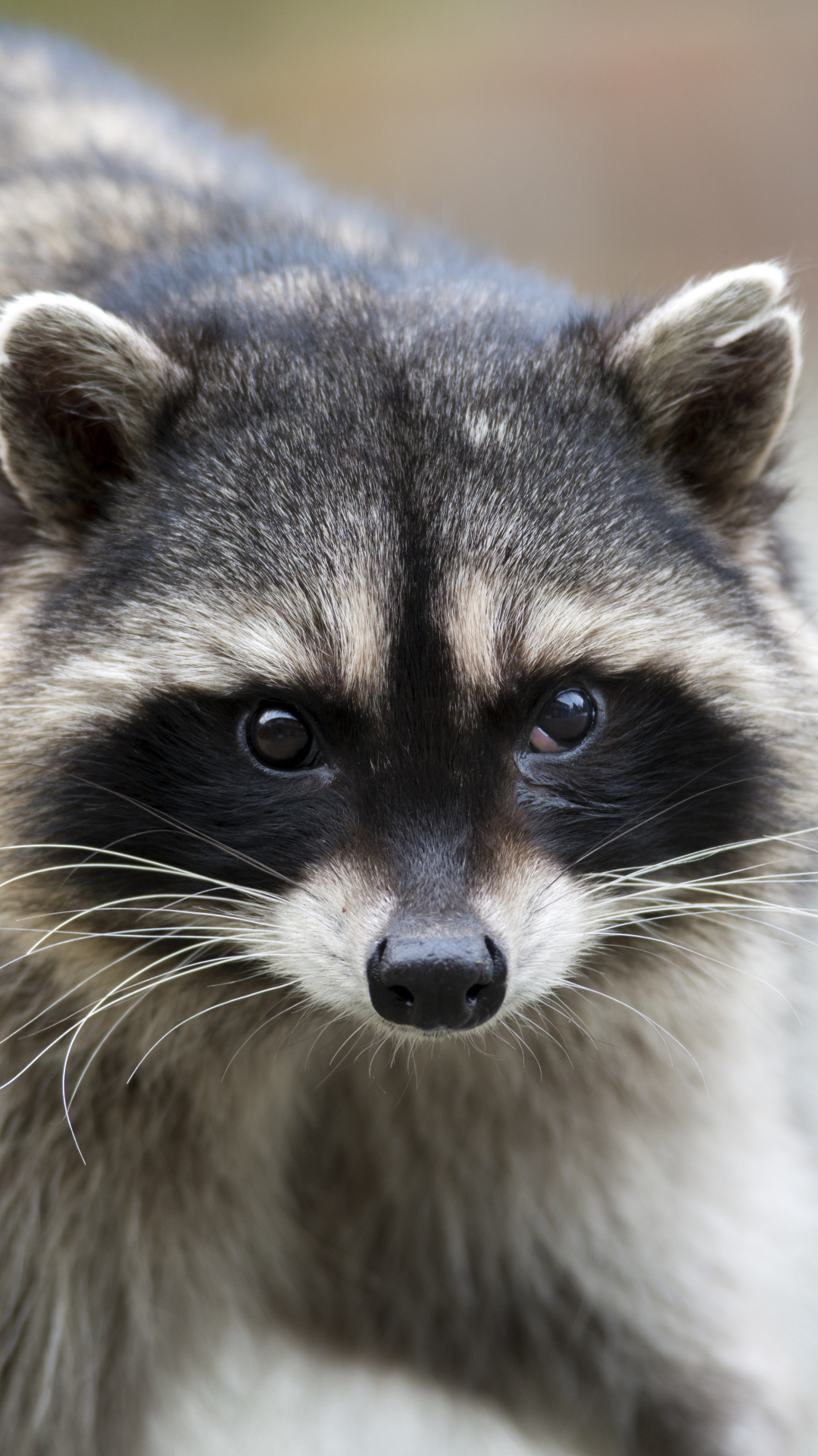 Handy-Wallpaper Tiere, Waschbär kostenlos herunterladen.