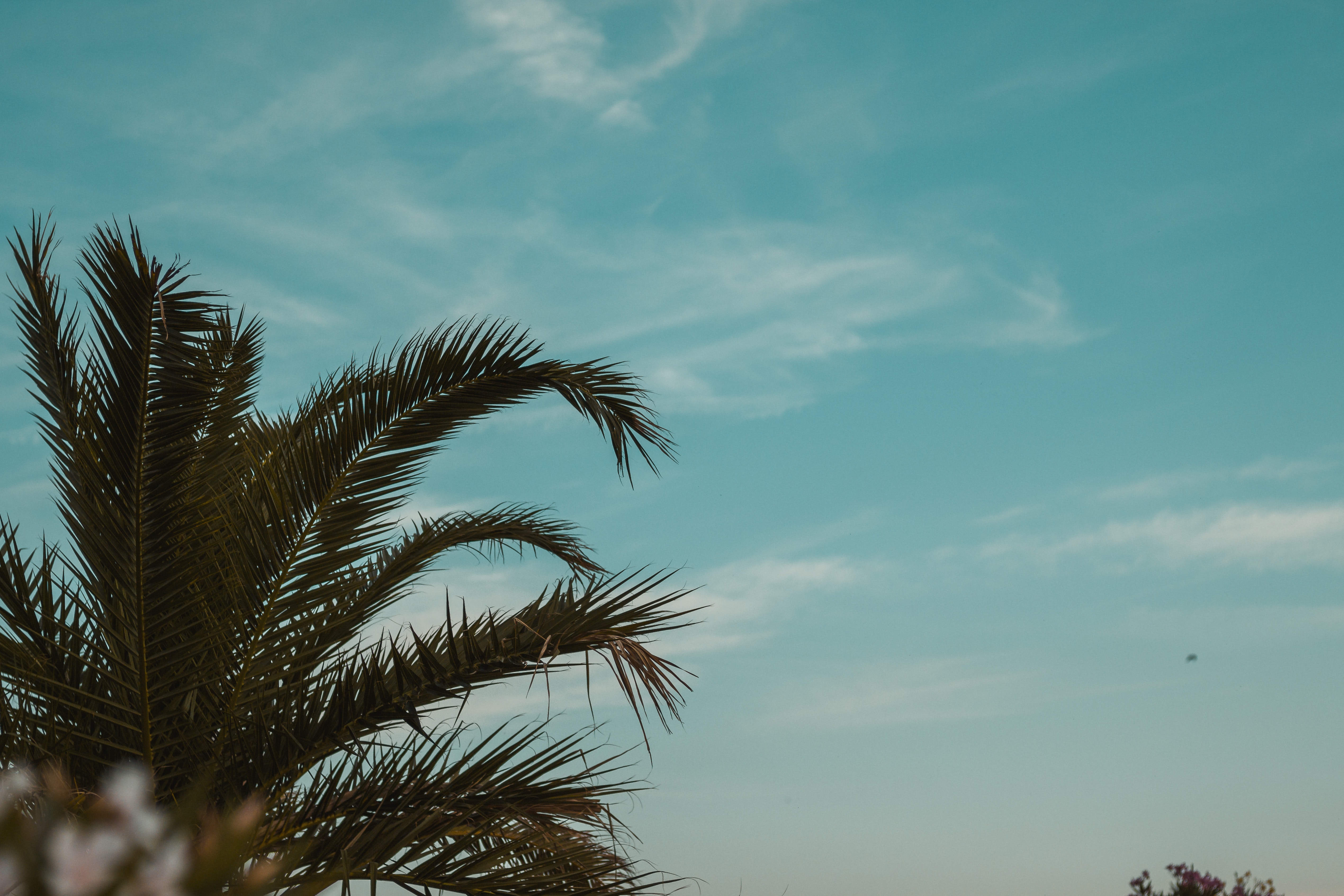 Free download wallpaper Nature, Sky, Palm, Branches, Leaves, Tropics on your PC desktop
