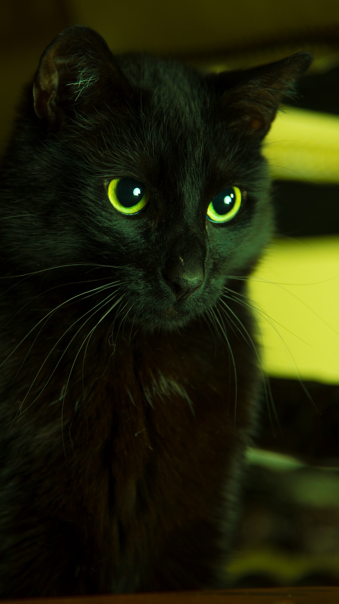 Descarga gratuita de fondo de pantalla para móvil de Animales, Gatos, Gato, Ojos Verdes.