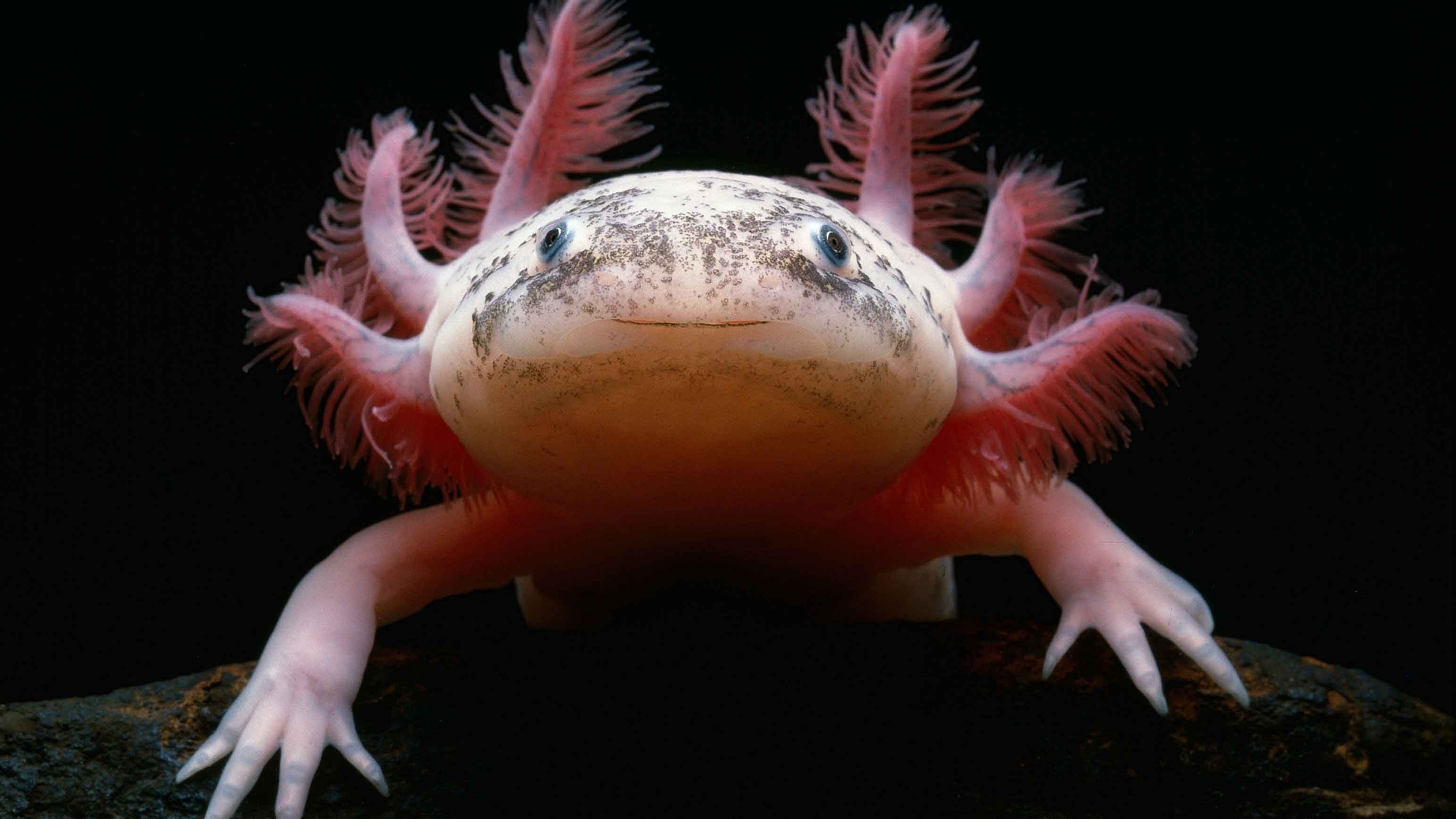 animal, axolotl