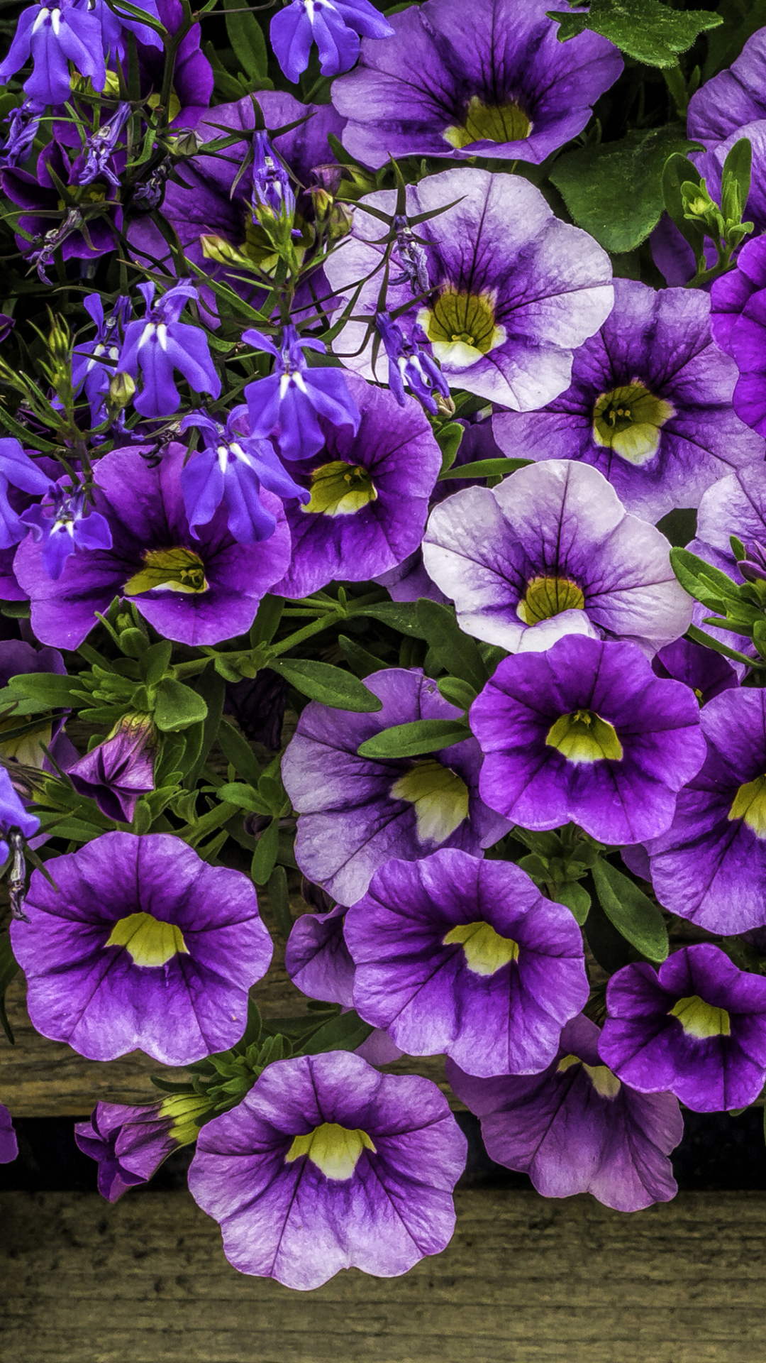 Download mobile wallpaper Flowers, Flower, Earth, Petunia, Purple Flower for free.