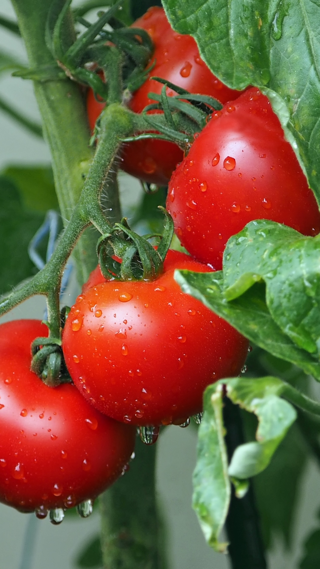 Handy-Wallpaper Tomate, Nahrungsmittel, Früchte kostenlos herunterladen.