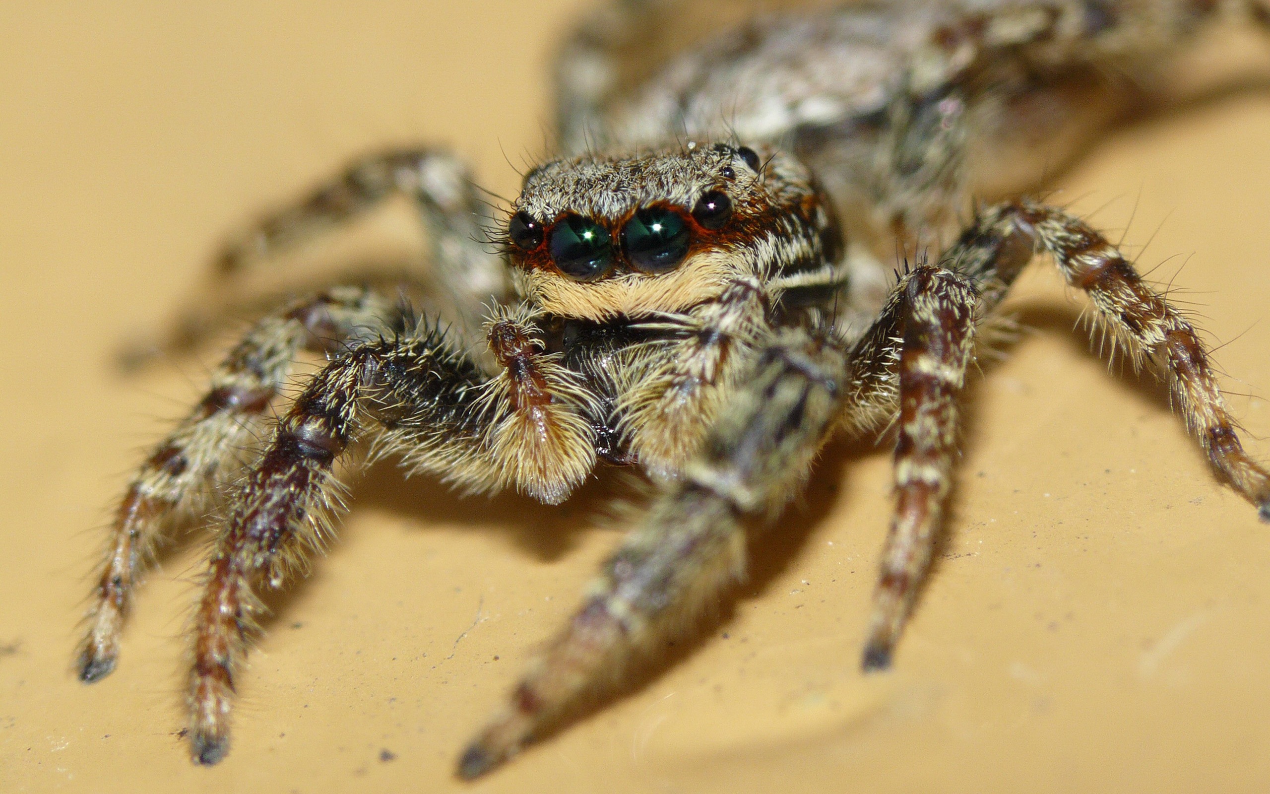 Free download wallpaper Spiders, Animal, Spider, Jumping Spider on your PC desktop