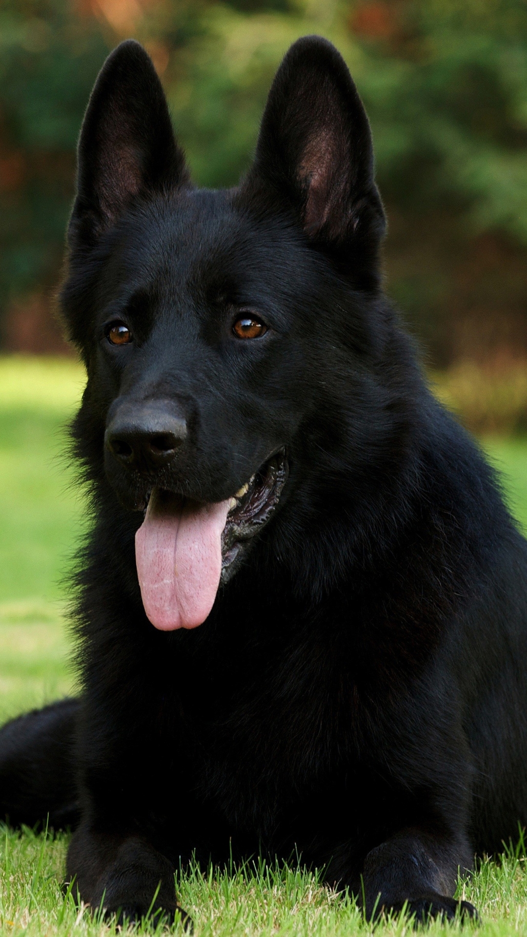 Baixar papel de parede para celular de Animais, Cães, Cão gratuito.