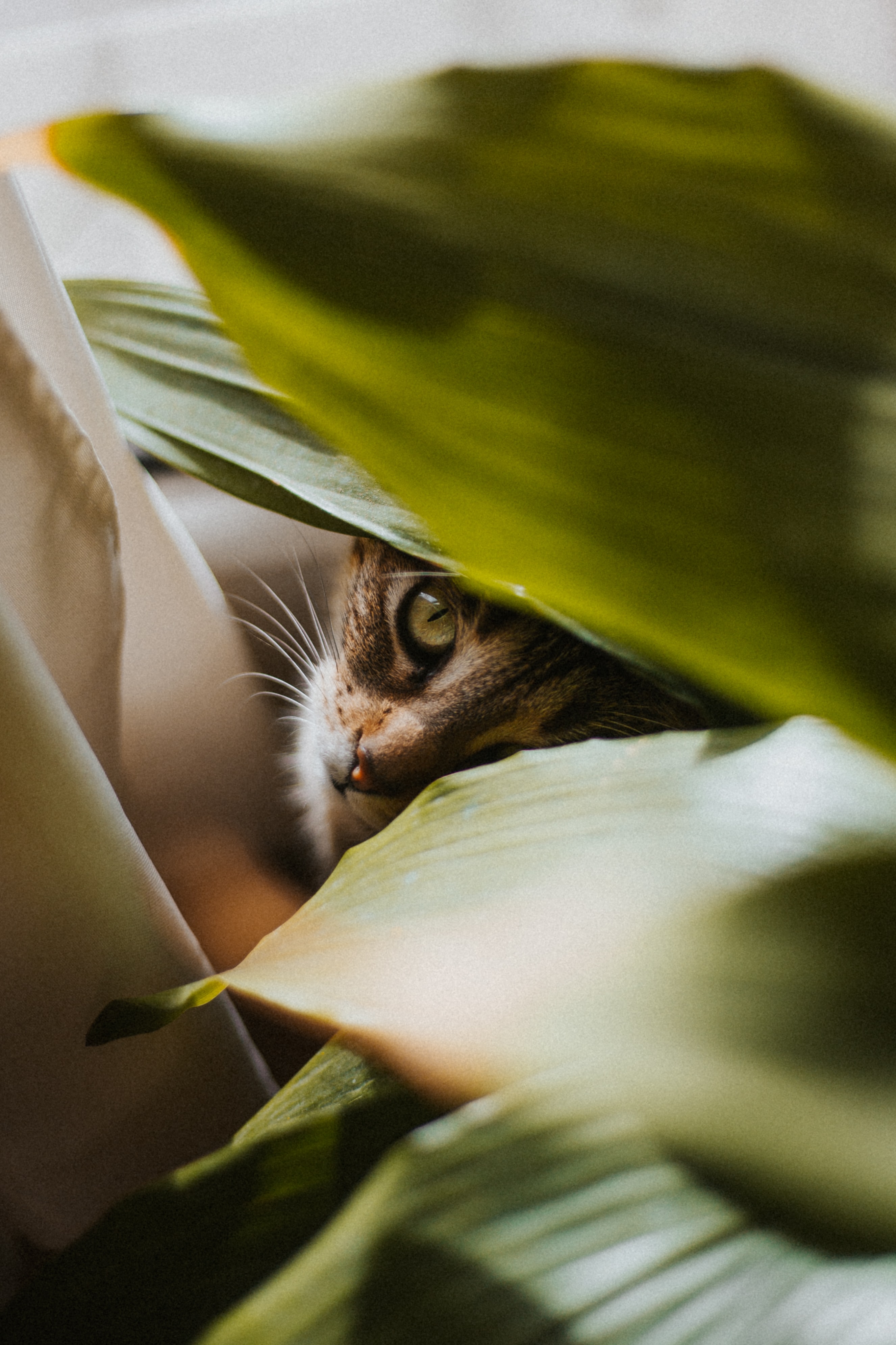 cat, animals, leaves, plant, pet, sight, opinion Image for desktop