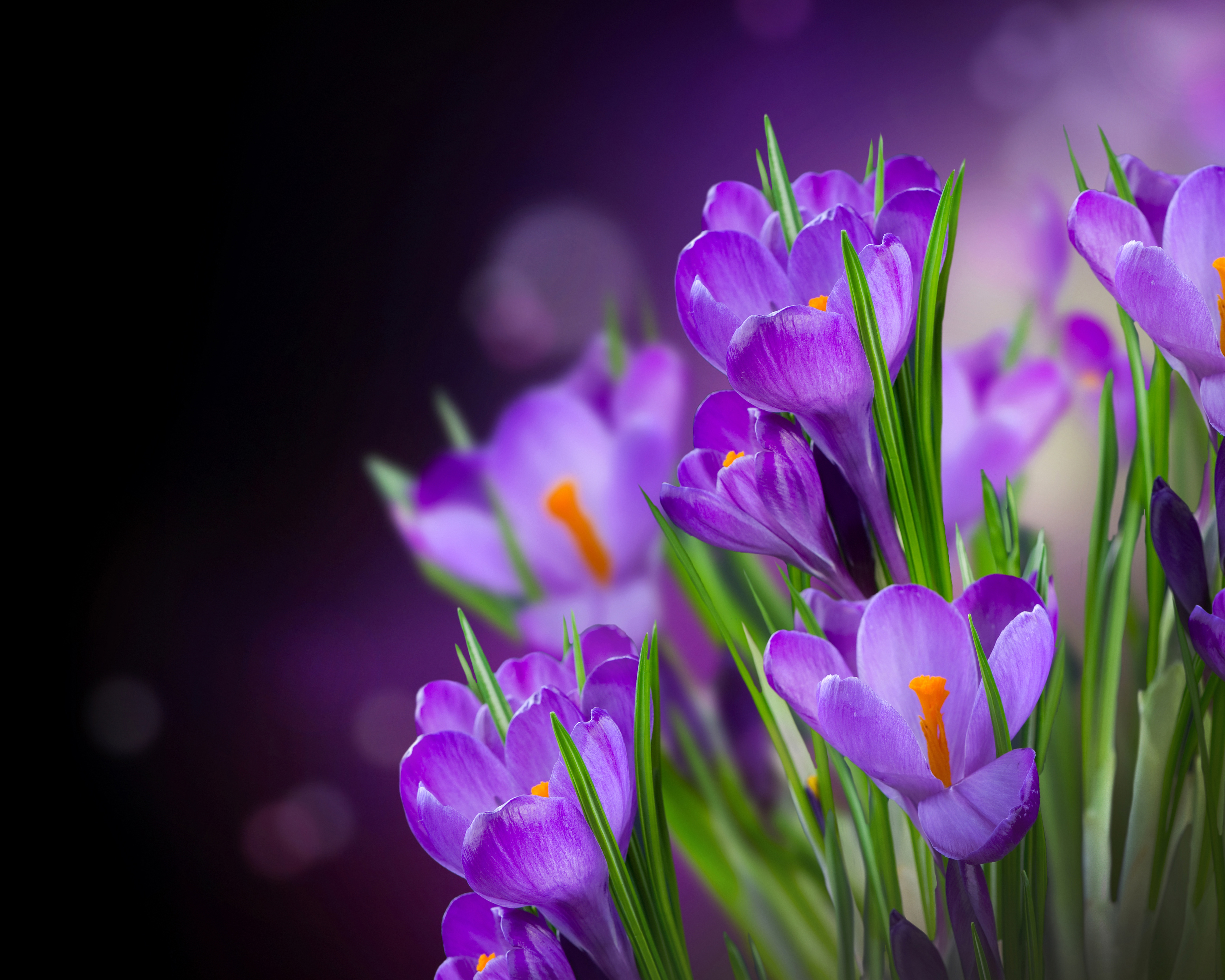 Скачать обои бесплатно Цветок, Макро, Крокус, Фиолетовый Цветок, Земля/природа, Флауэрсы картинка на рабочий стол ПК