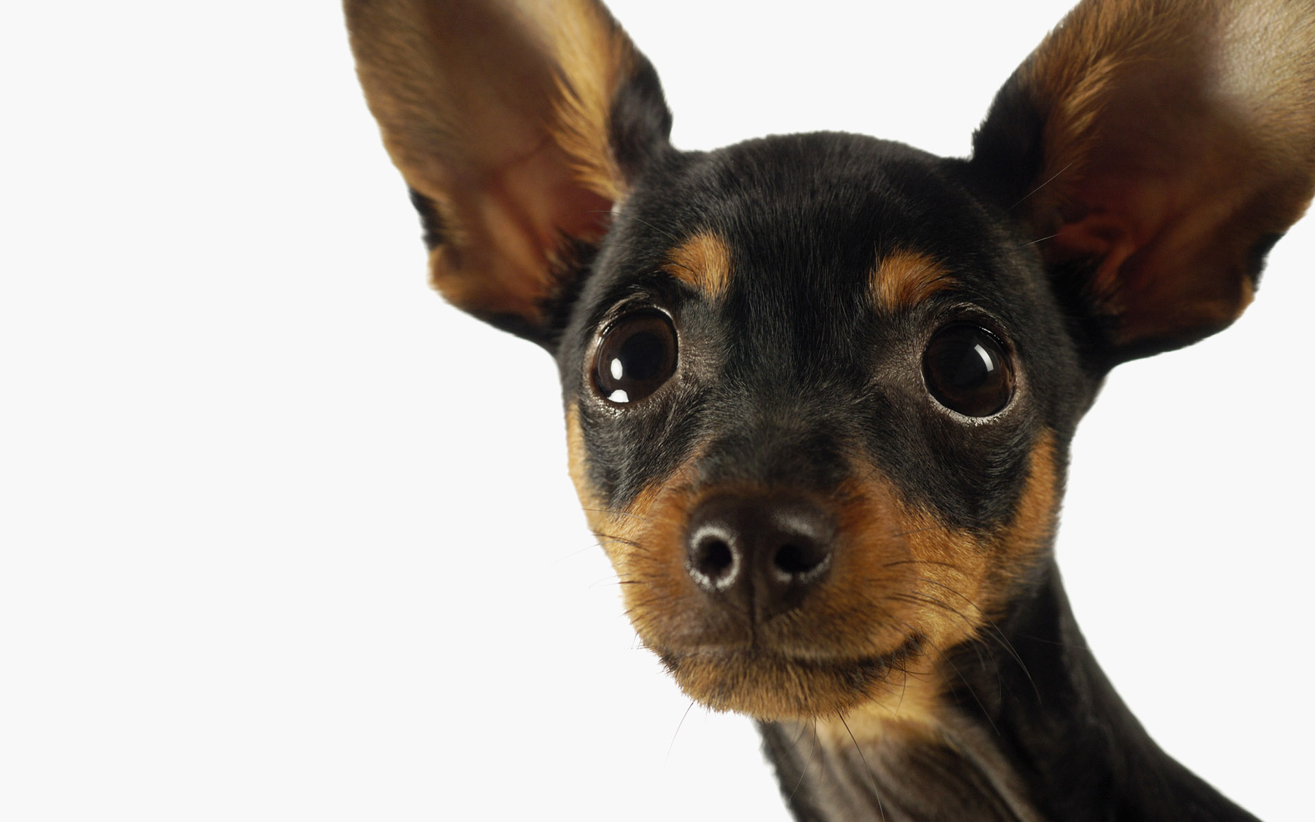 Descarga gratuita de fondo de pantalla para móvil de Perros, Perro, Animales.