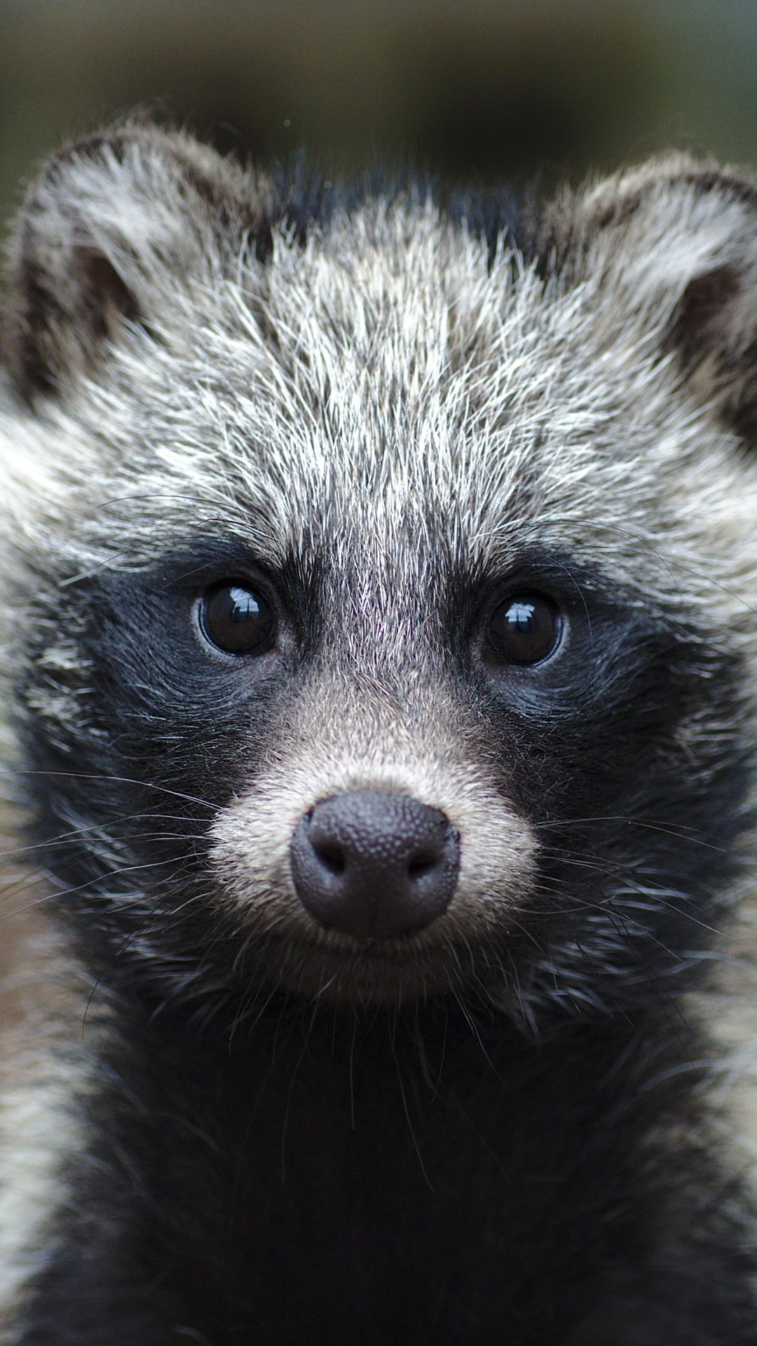 Download mobile wallpaper Animal, Raccoon, Mammal for free.