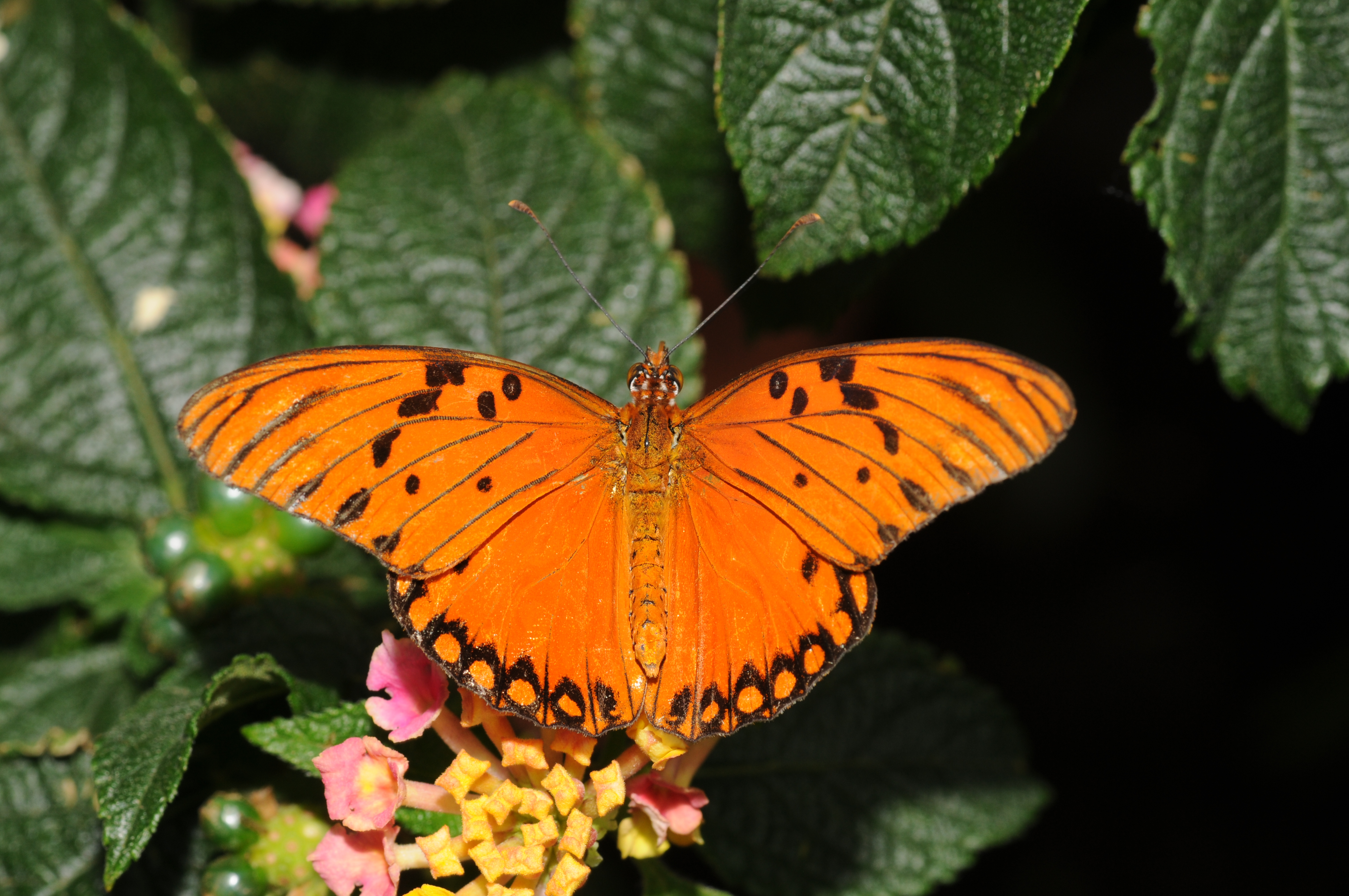 無料モバイル壁紙動物, 蝶, 花, ガルフバイモをダウンロードします。