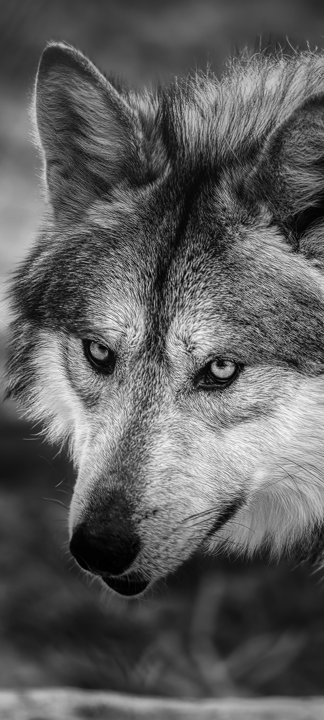 無料モバイル壁紙動物, オオカミ, 狼, 黒 白をダウンロードします。