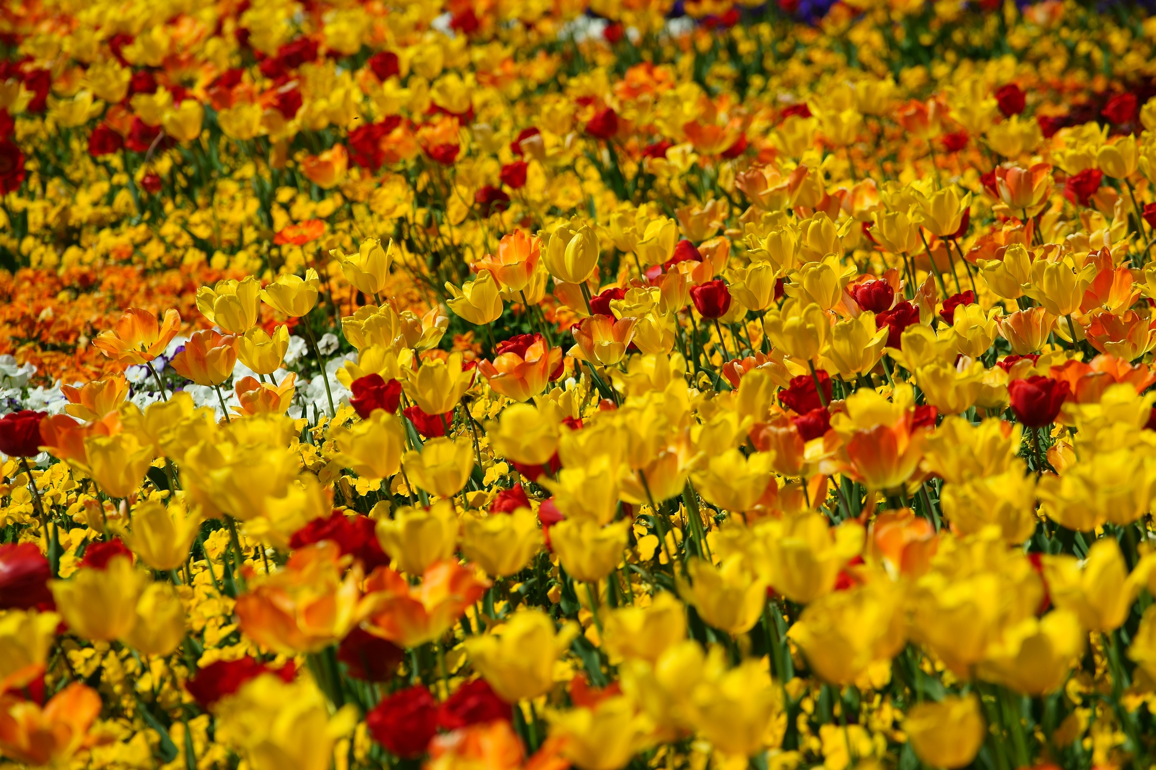 Download mobile wallpaper Flowers, Flower, Earth, Spring, Tulip, Yellow Flower for free.