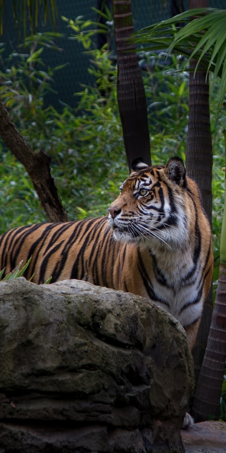 Descarga gratuita de fondo de pantalla para móvil de Animales, Gatos, Tigre, Selva.