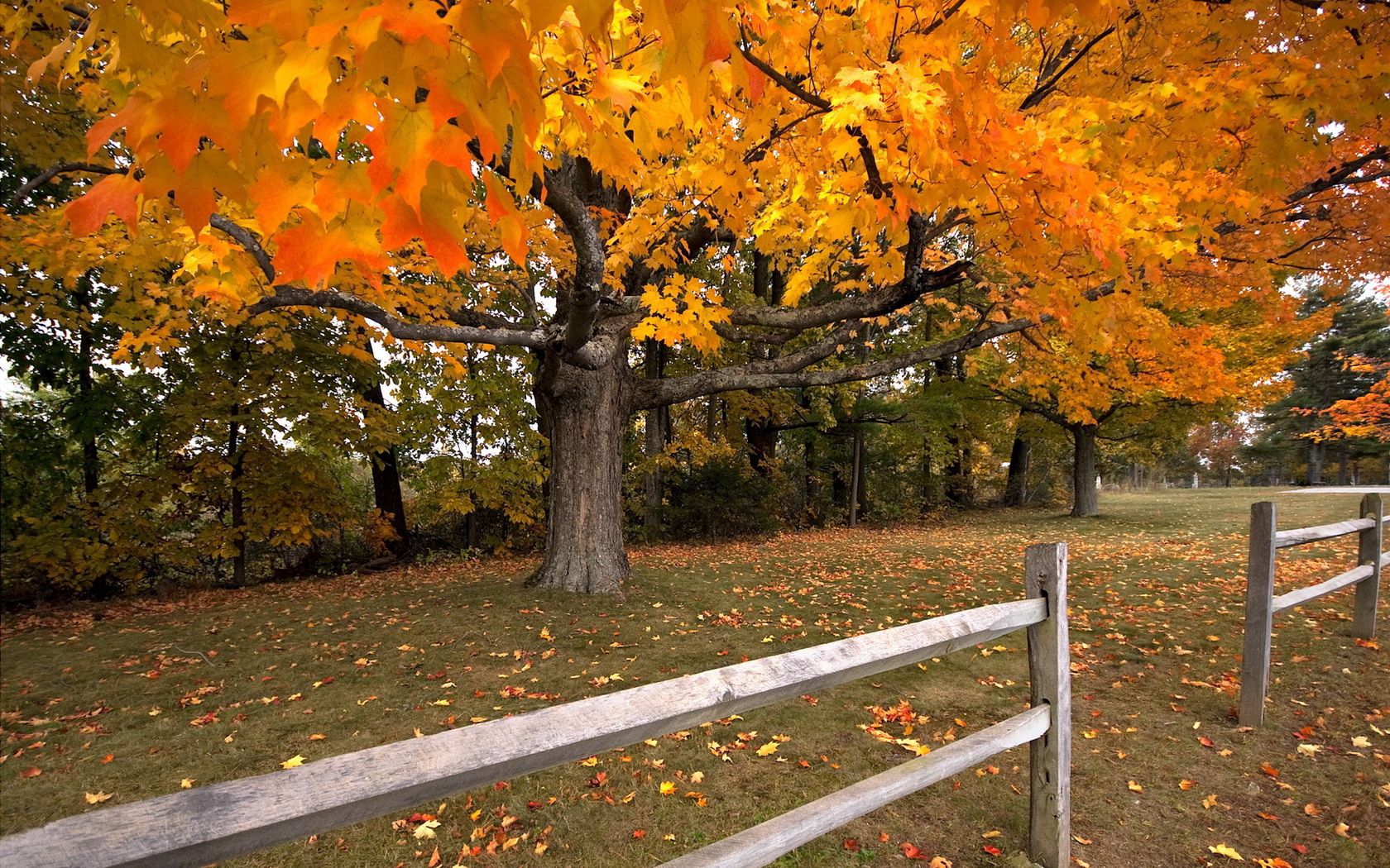 145100 завантажити картинку дерево, клен, природа, осінь, листопад, тин, огорожа - шпалери і заставки безкоштовно