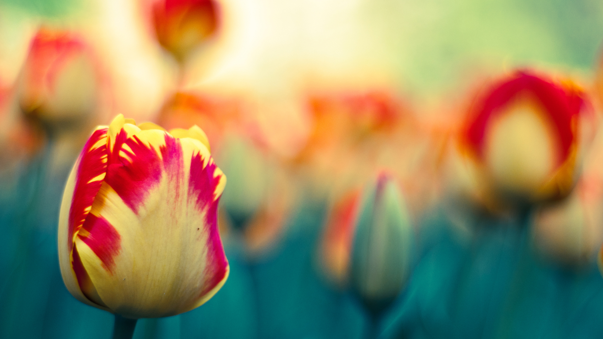 Téléchargez gratuitement l'image Fleurs, Tulipe, Terre/nature sur le bureau de votre PC