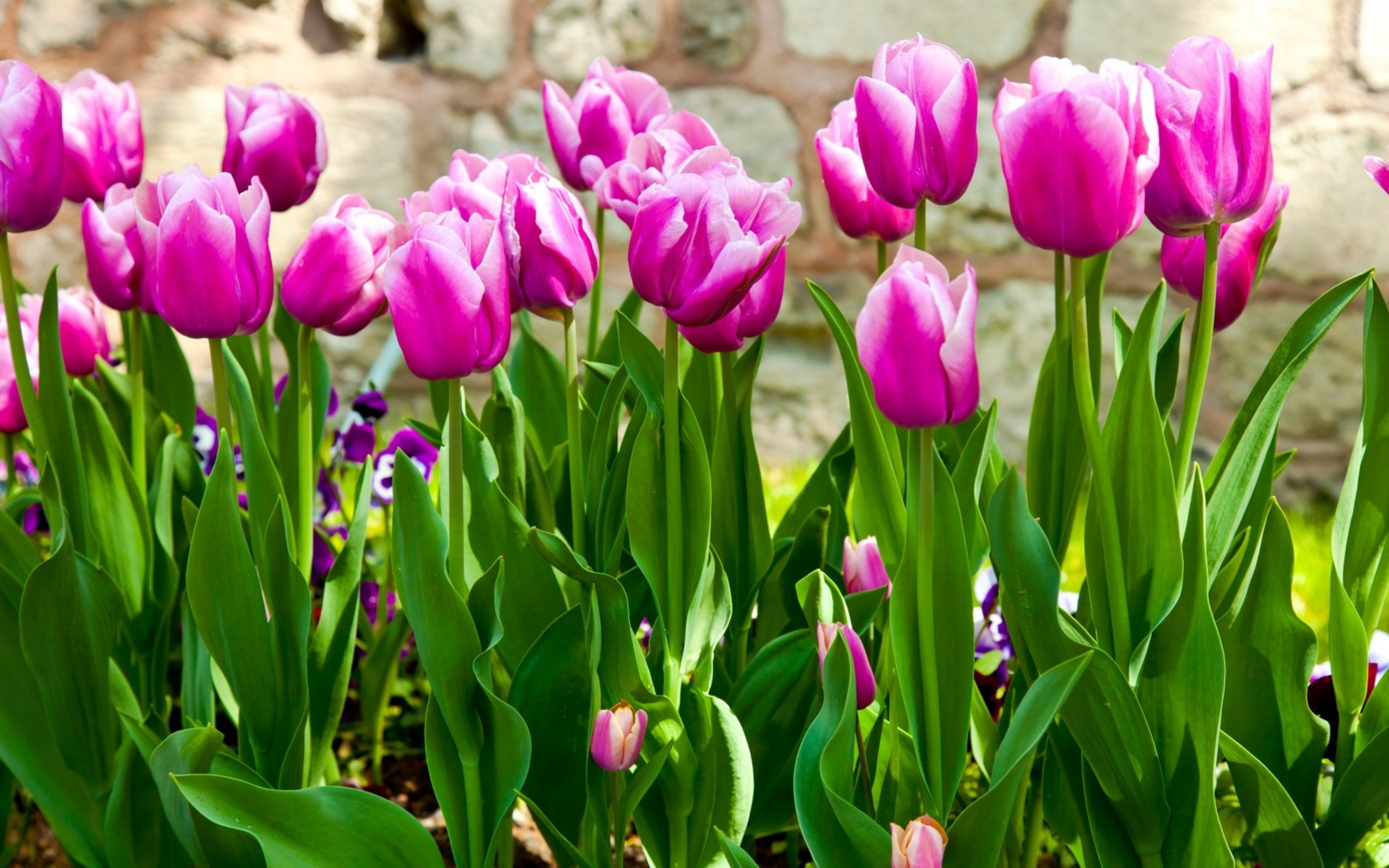 Free download wallpaper Flowers, Flower, Earth, Tulip, Pink Flower on your PC desktop