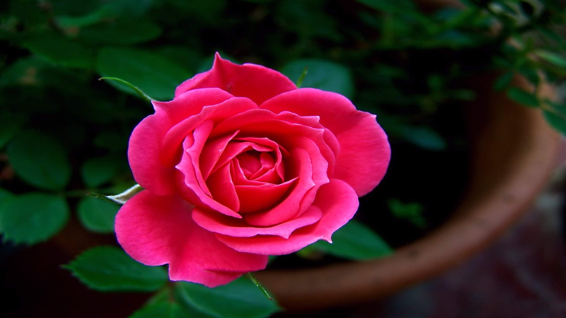 Téléchargez gratuitement l'image Fleurs, Rose, Terre/nature sur le bureau de votre PC