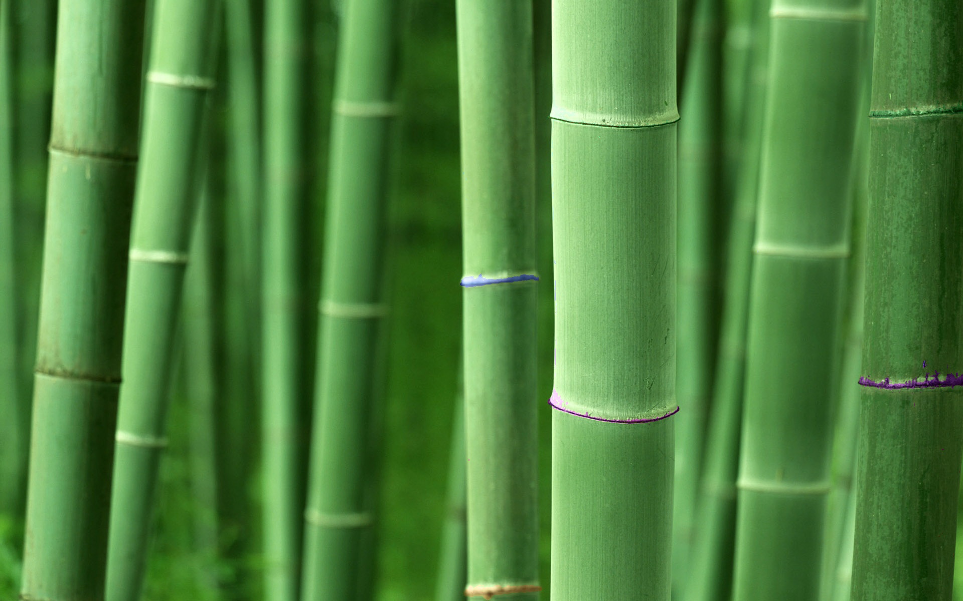 bamboo, earth