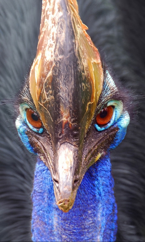 Téléchargez des papiers peints mobile Animaux, Oiseau, Des Oiseaux gratuitement.