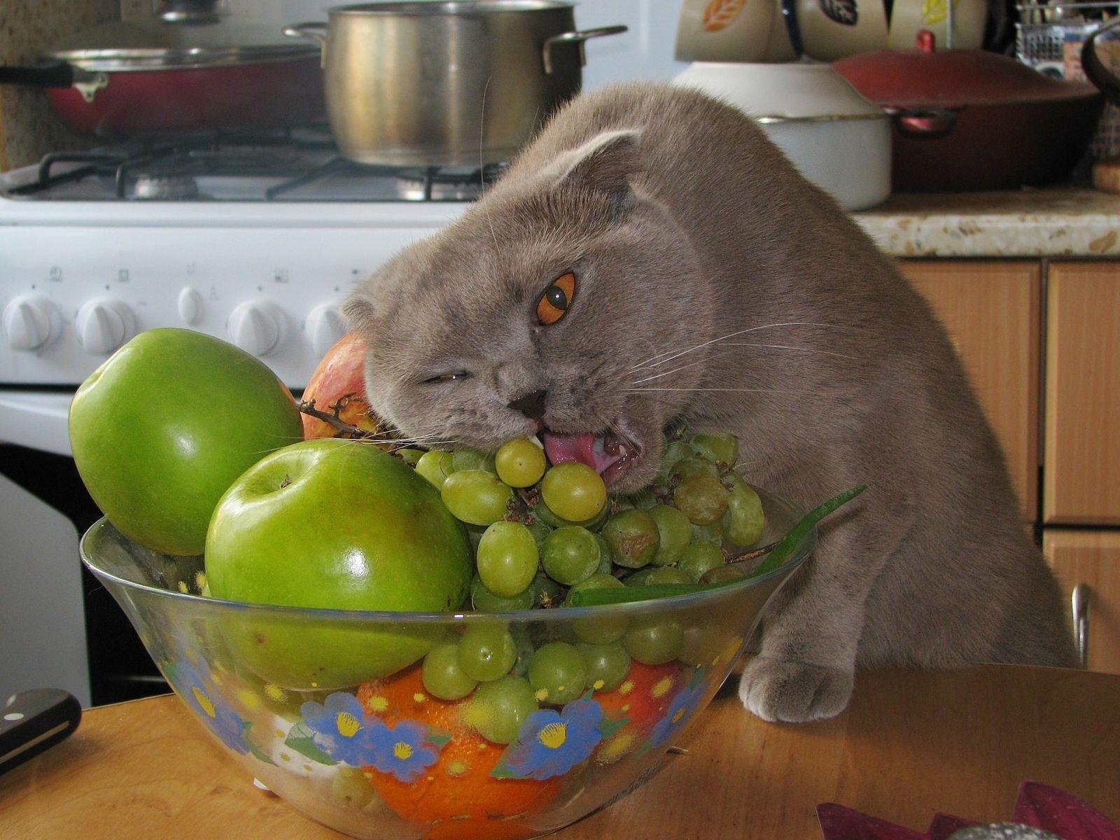 Free download wallpaper Cats, Animals, Fruits on your PC desktop
