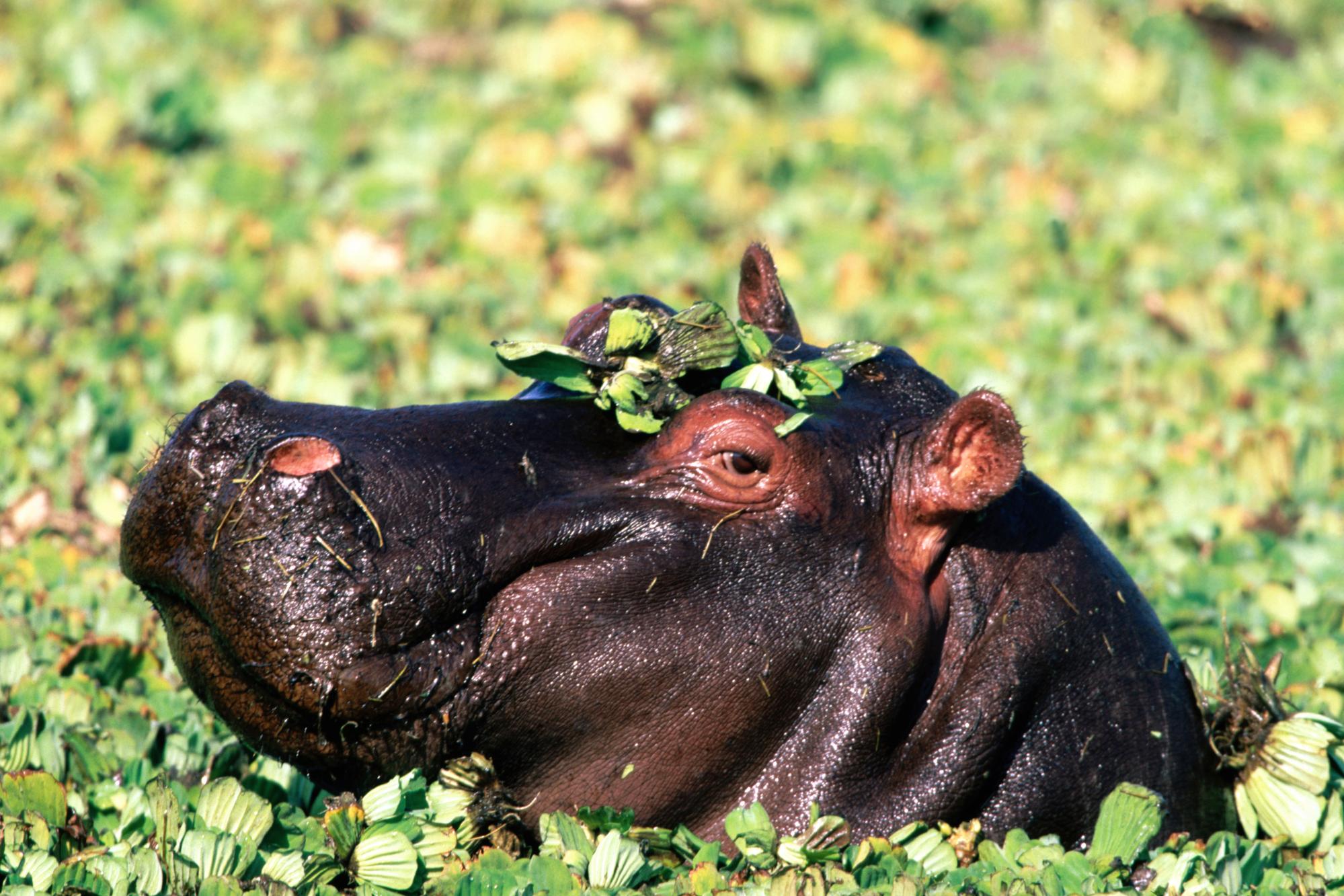 animal, hippo