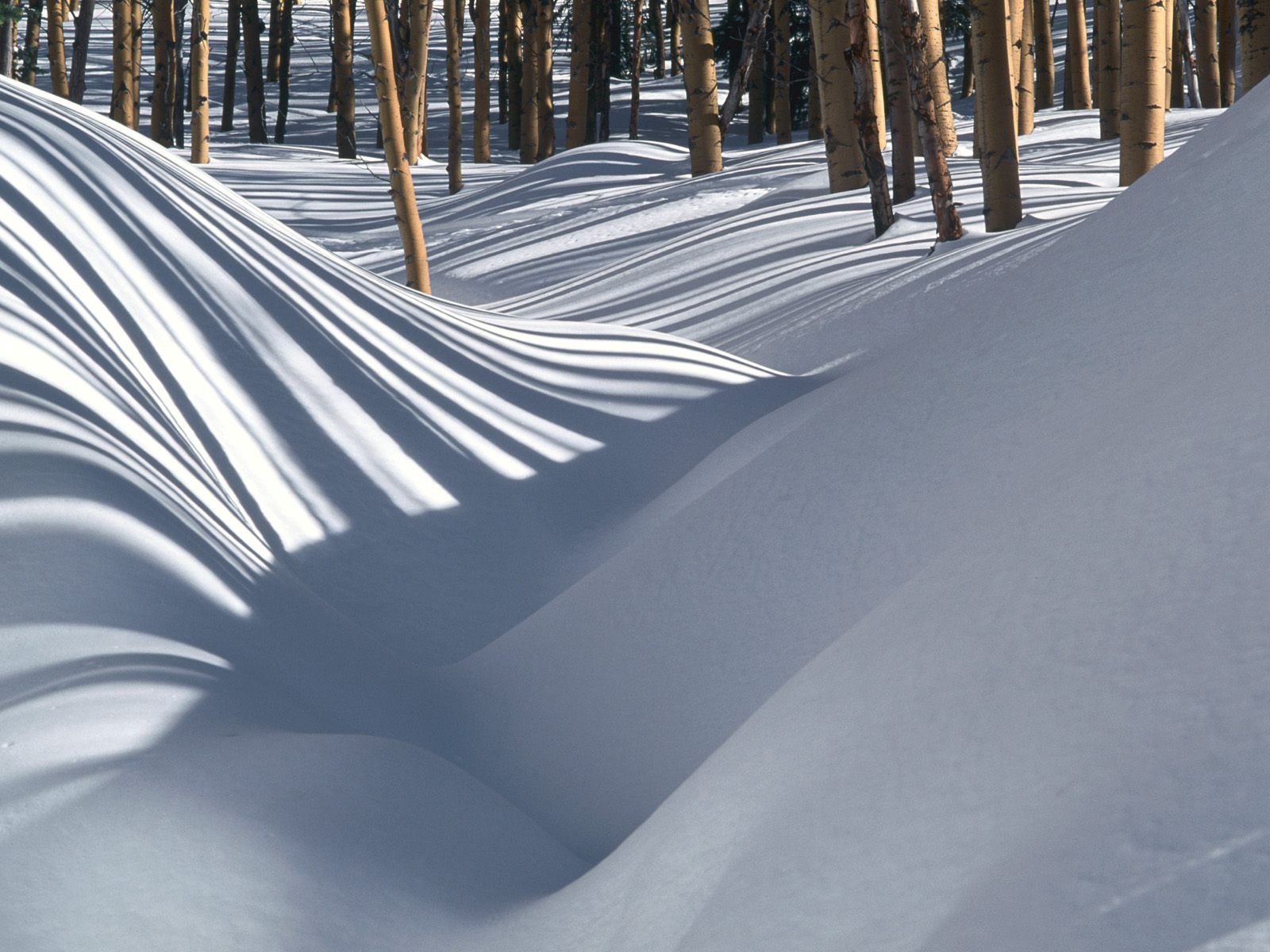 nature, forest, drifts, shadows