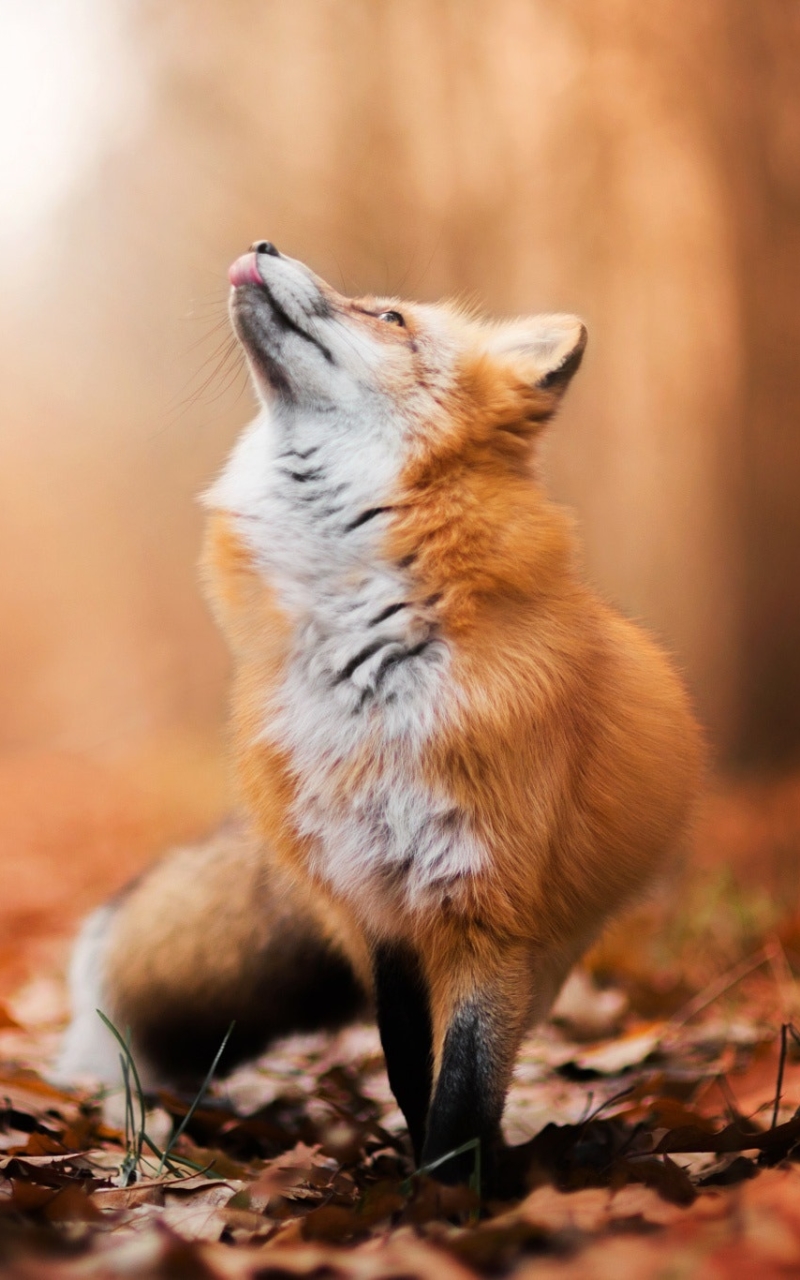 Download mobile wallpaper Fox, Fall, Animal for free.