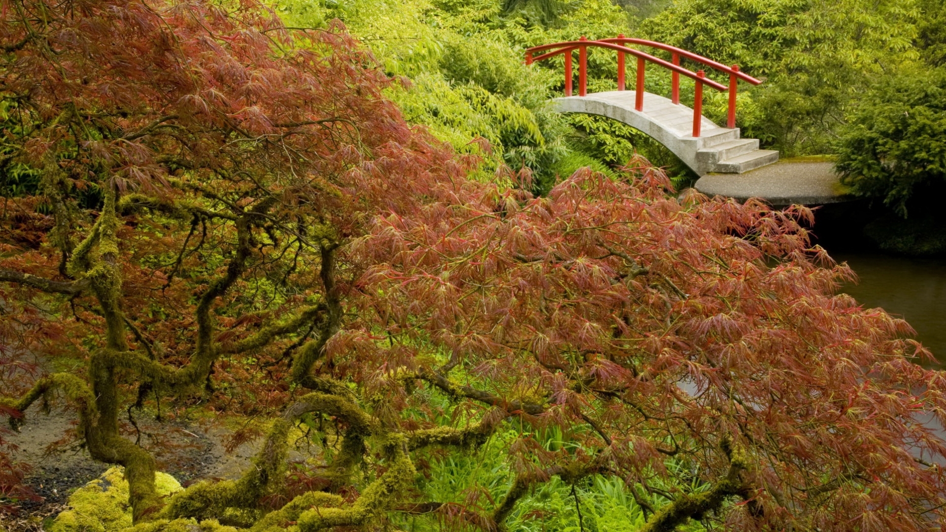 無料モバイル壁紙風景, 橋, 木, アジアをダウンロードします。