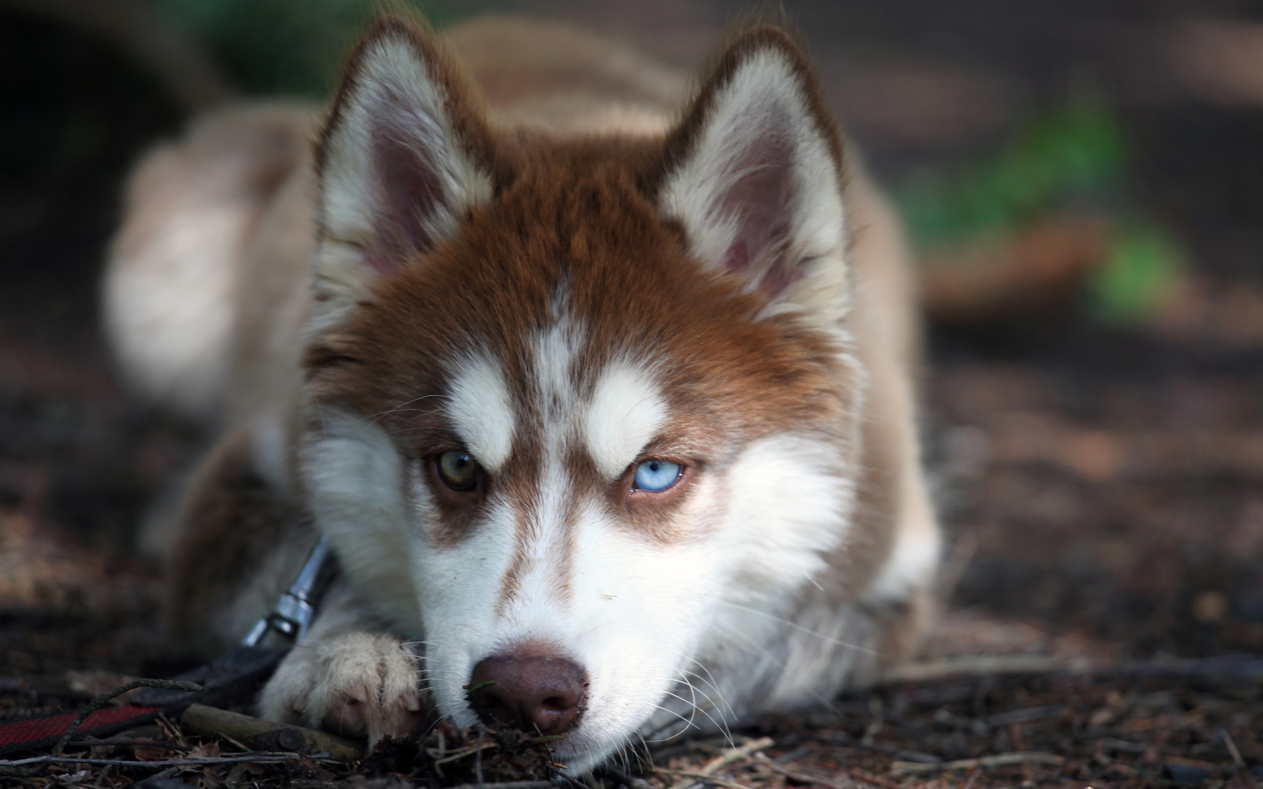 Download mobile wallpaper Husky, Siberian Husky, Dogs, Dog, Animal for free.