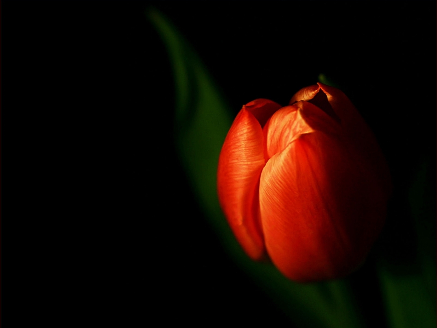 Free download wallpaper Plants, Flowers, Tulips on your PC desktop
