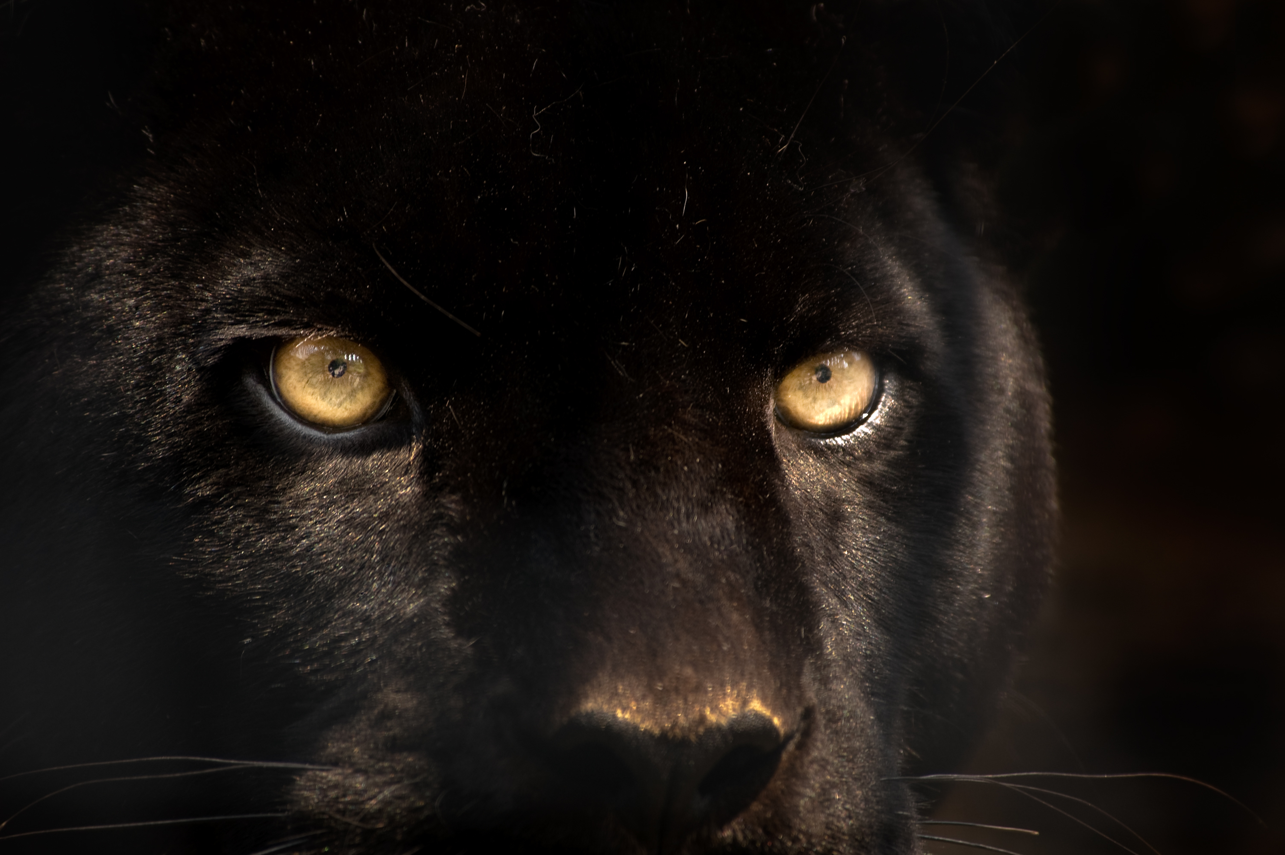 Descarga gratuita de fondo de pantalla para móvil de Pantera Negra, Gatos, Animales.