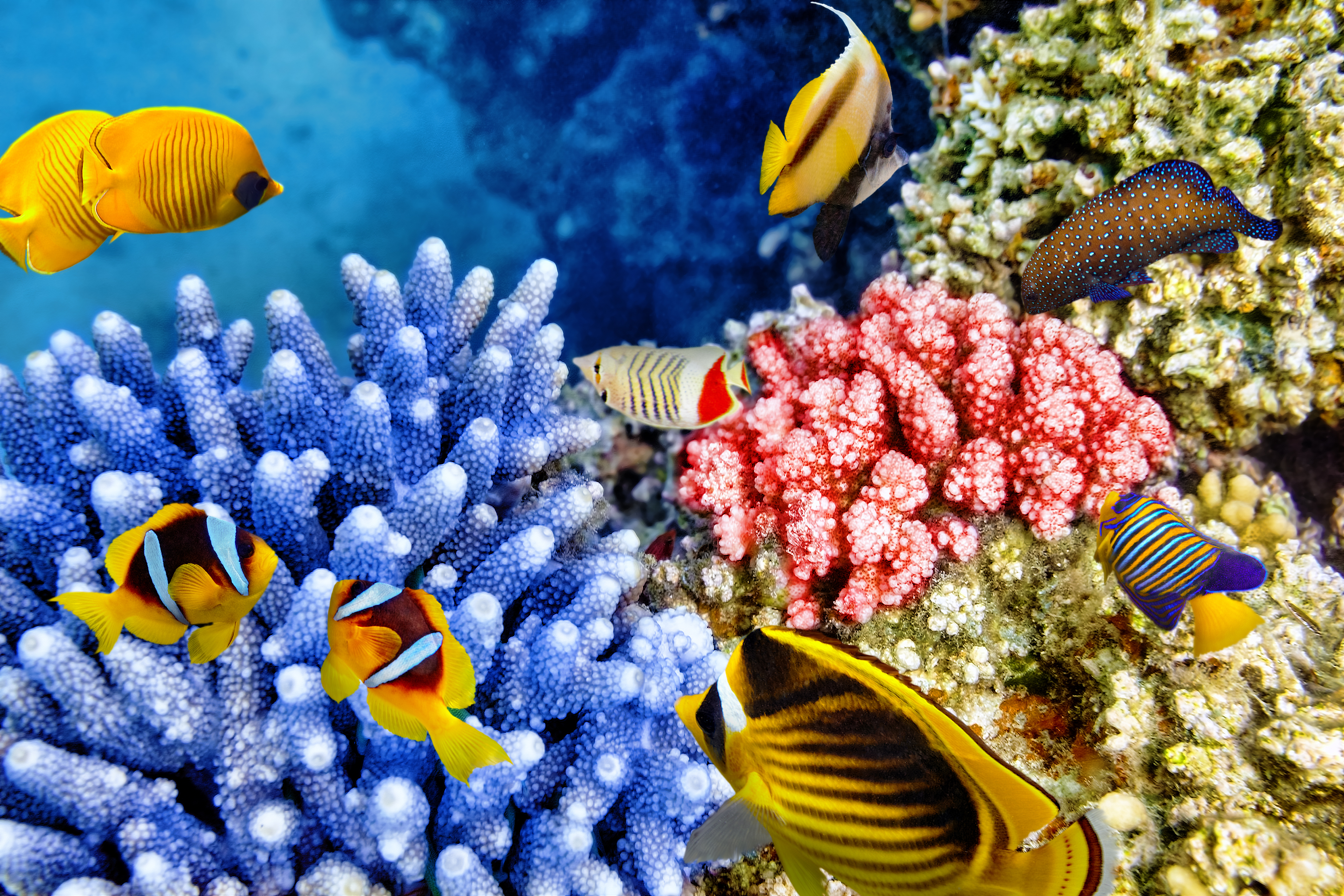 1524847 descargar imagen coral, animales, pez, océano, vida marina, submarina, peces: fondos de pantalla y protectores de pantalla gratis