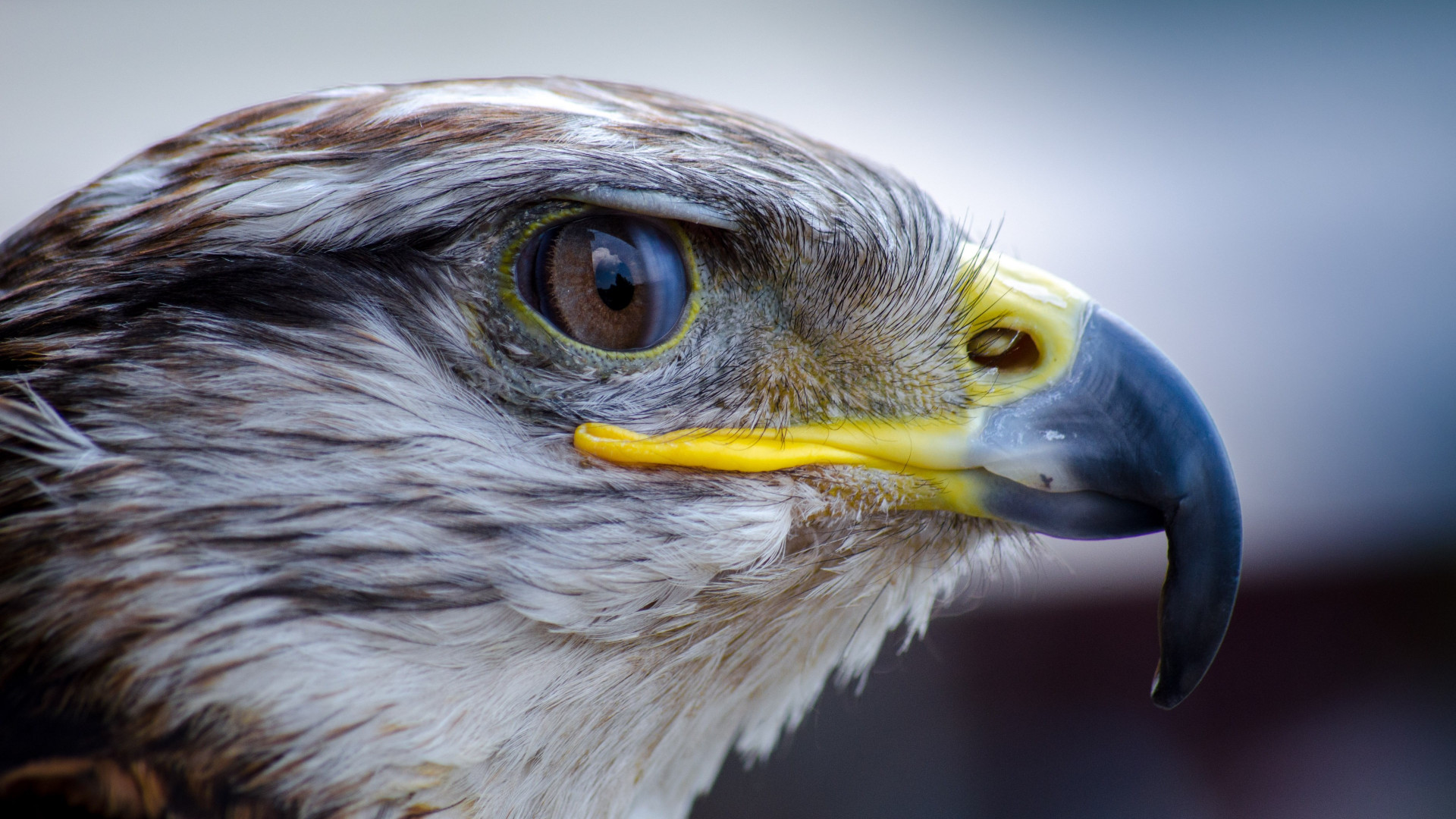 Laden Sie das Tiere, Vögel, Nahansicht, Falke-Bild kostenlos auf Ihren PC-Desktop herunter