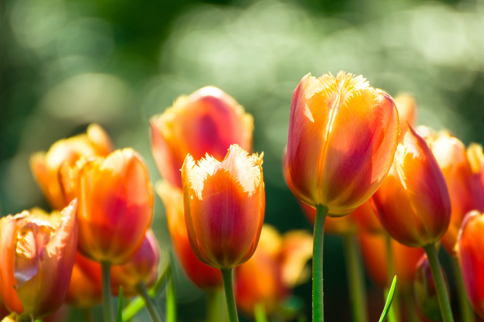 Download mobile wallpaper Nature, Flowers, Flower, Macro, Earth, Tulip, Orange Flower for free.
