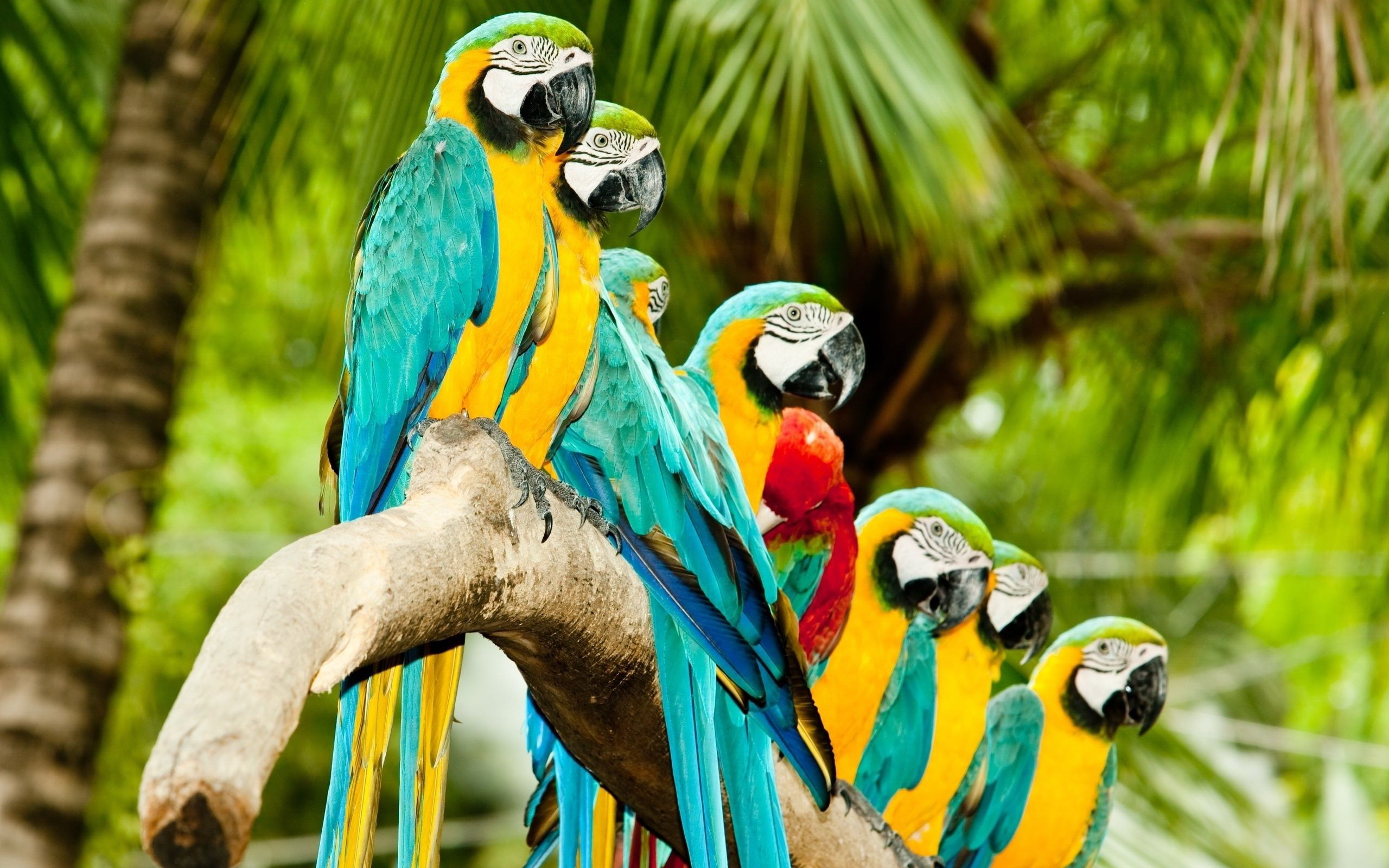 Laden Sie das Tiere, Vögel, Vogel, Gelbbrustara-Bild kostenlos auf Ihren PC-Desktop herunter