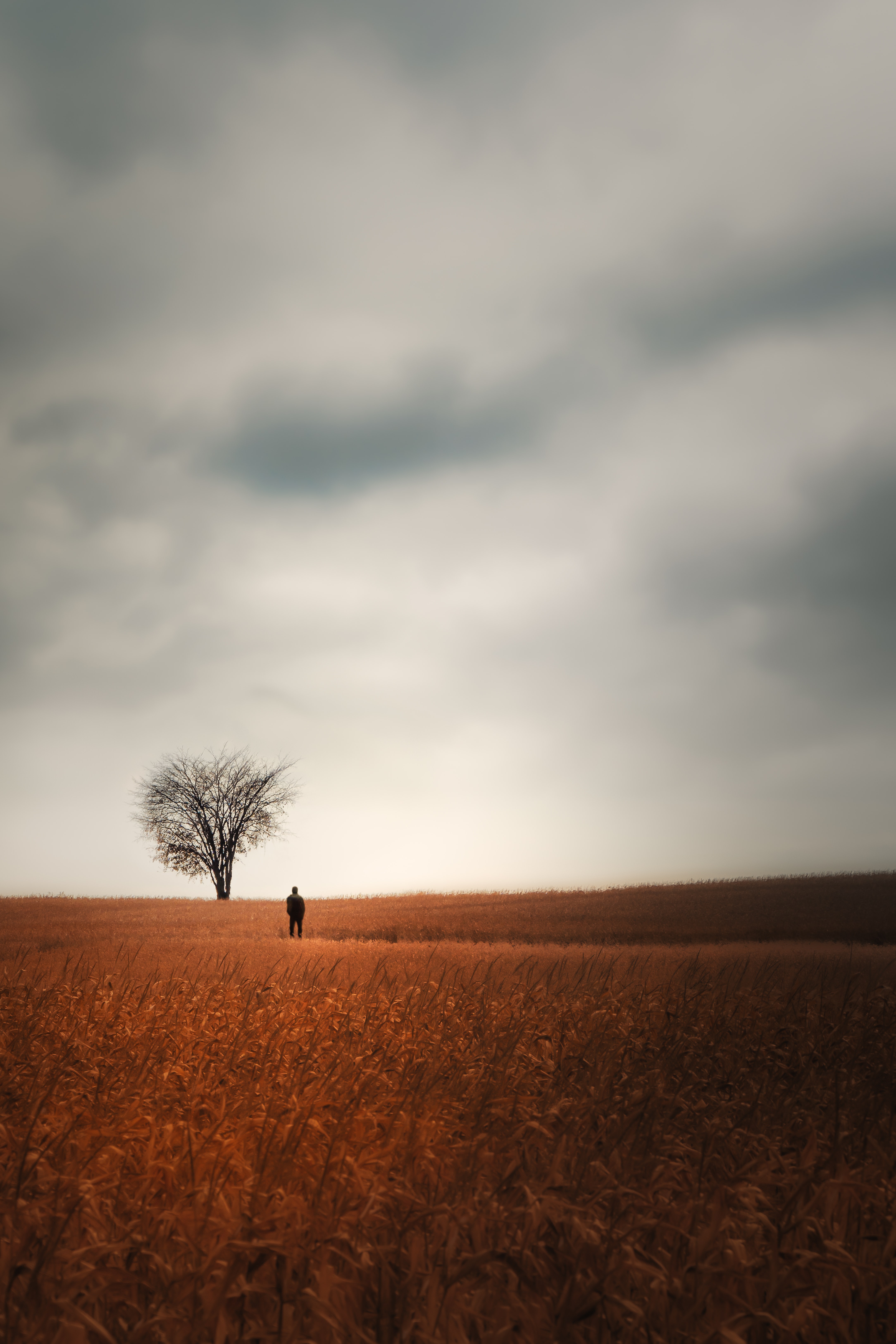 107751 скачать картинку одиночество, разное, дерево, поле, человек - обои и заставки бесплатно